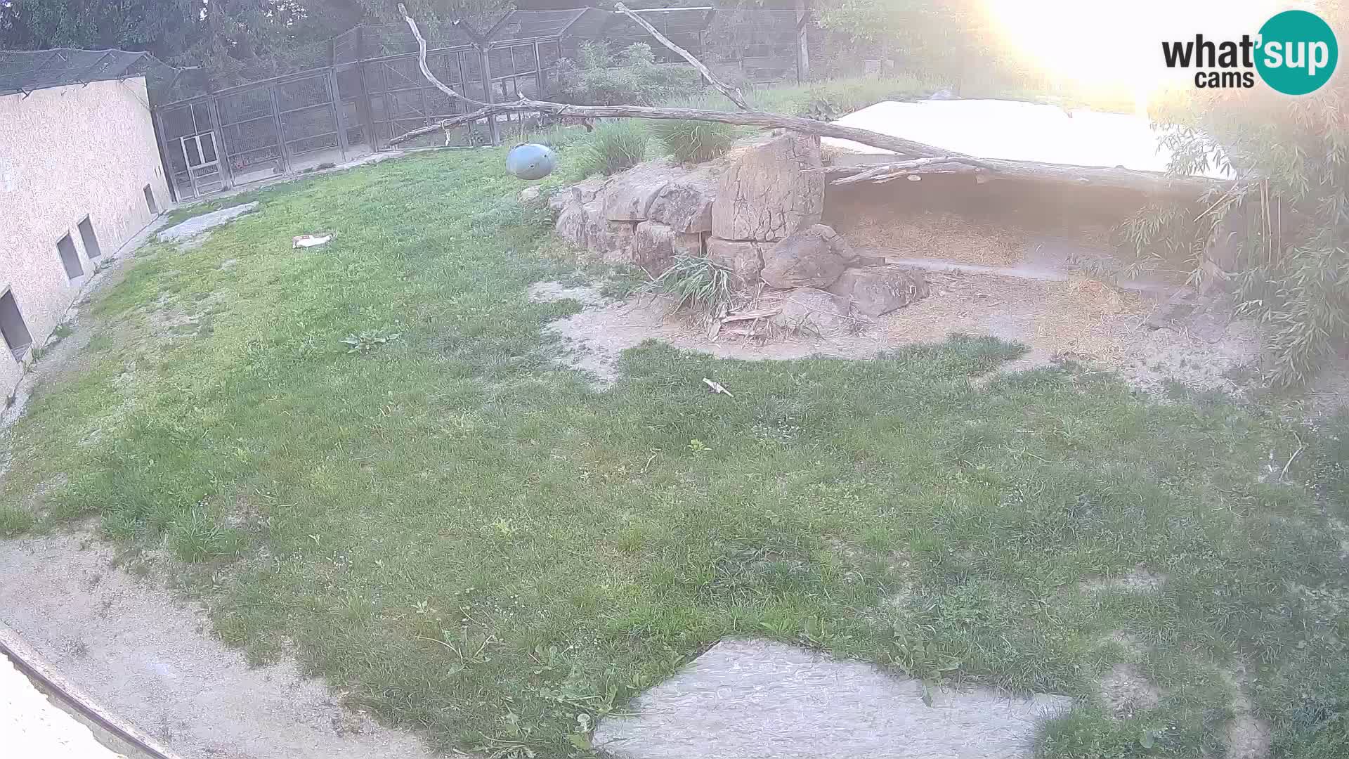 LION live Webcam in Ljubljana Zoo – Slovenia