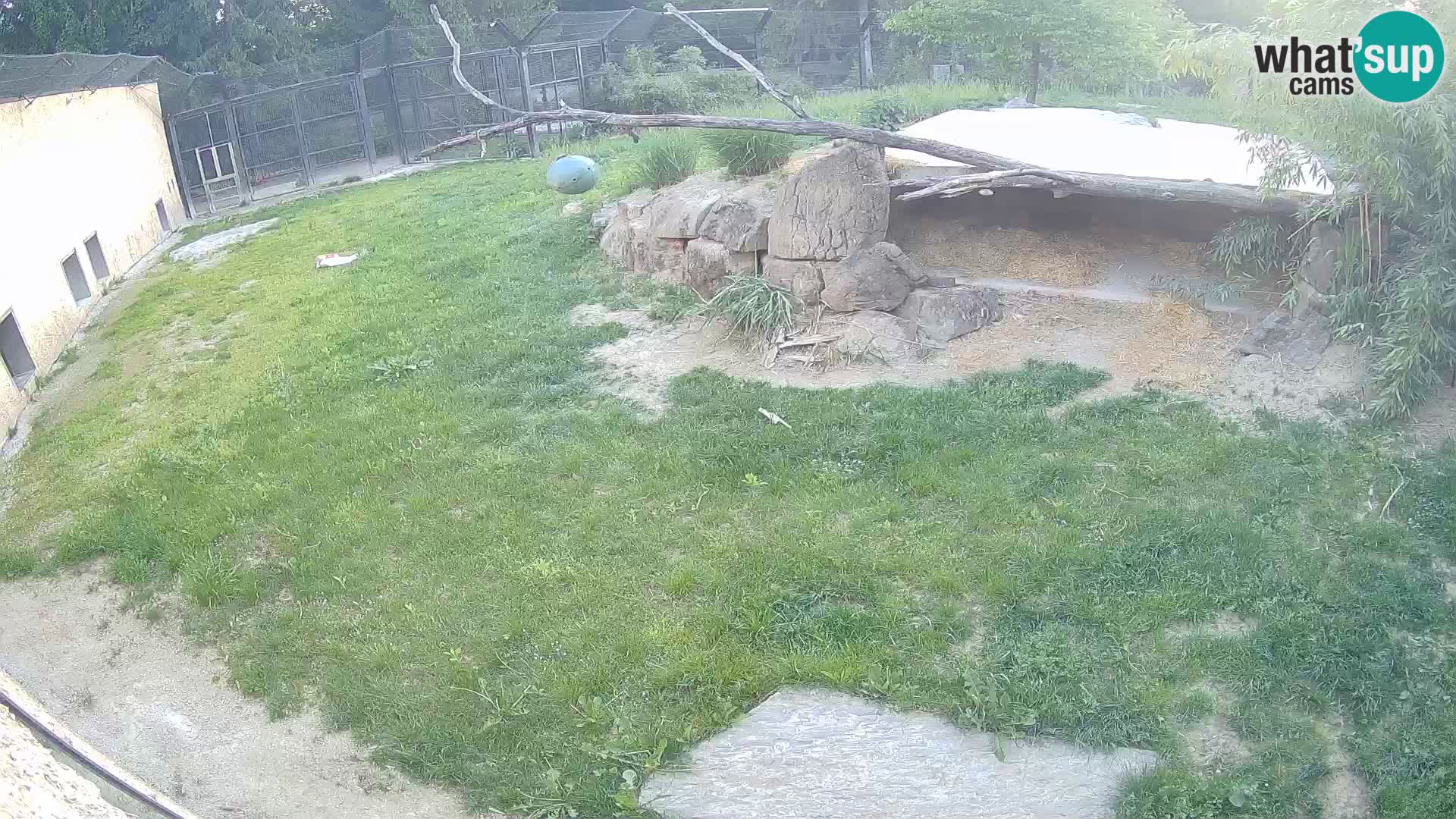 LION live Webcam in Ljubljana Zoo – Slovenia