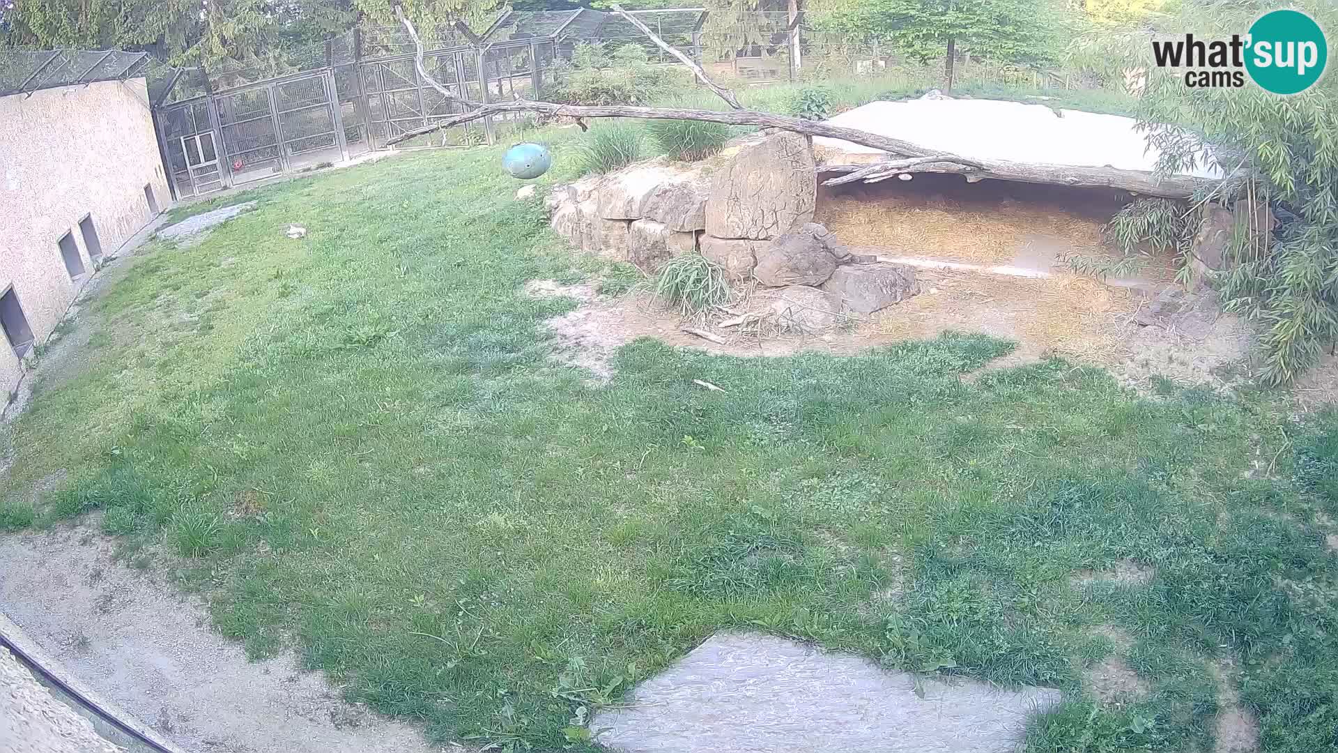 LEON Webcam en vivo en Ljubljana Zoo – Eslovenia