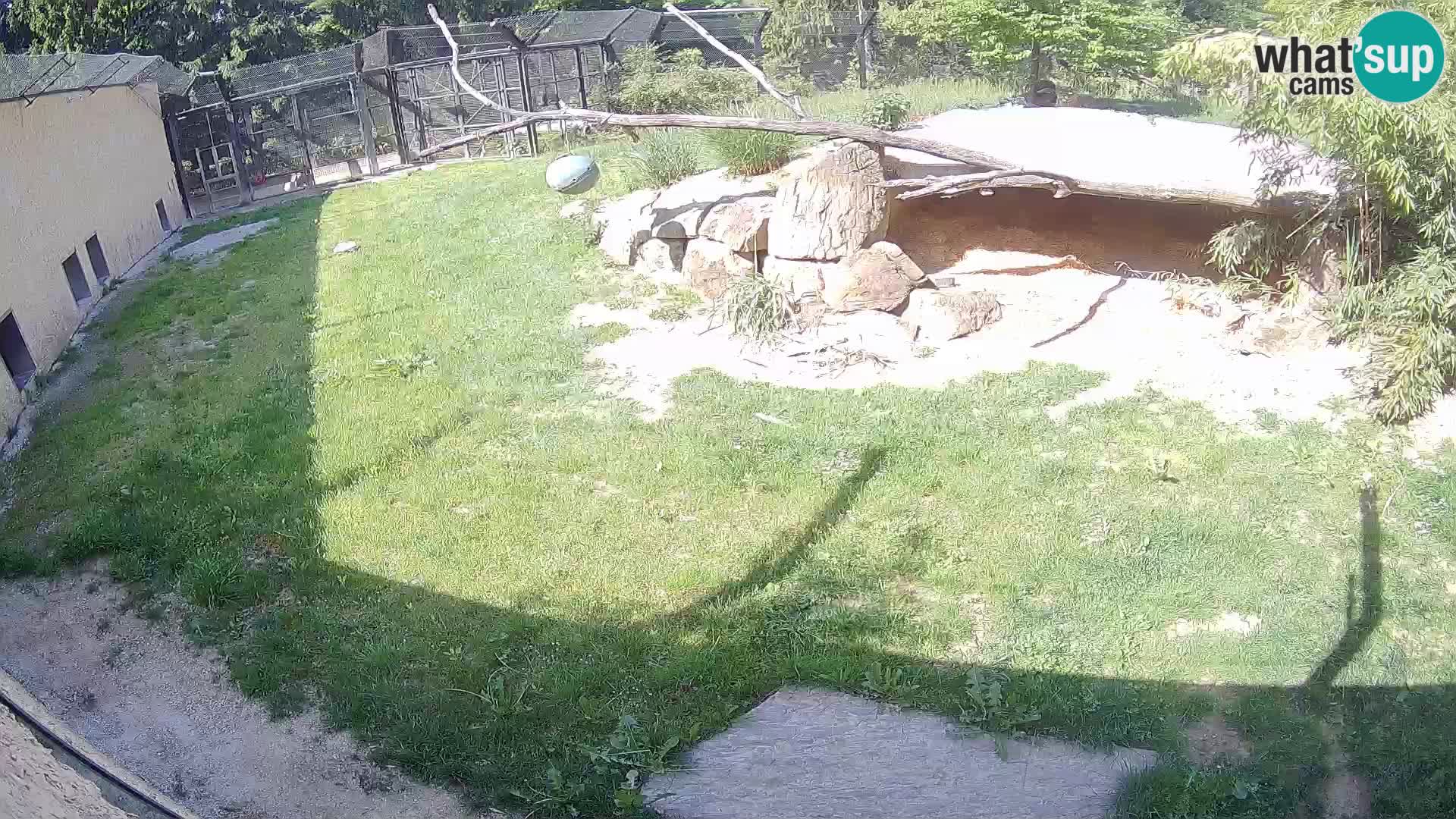 LION live Webcam in Ljubljana Zoo – Slovenia