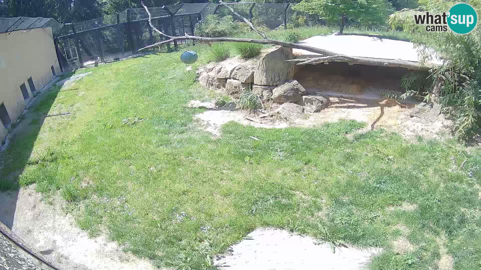 LION live Webcam in Ljubljana Zoo – Slovenia