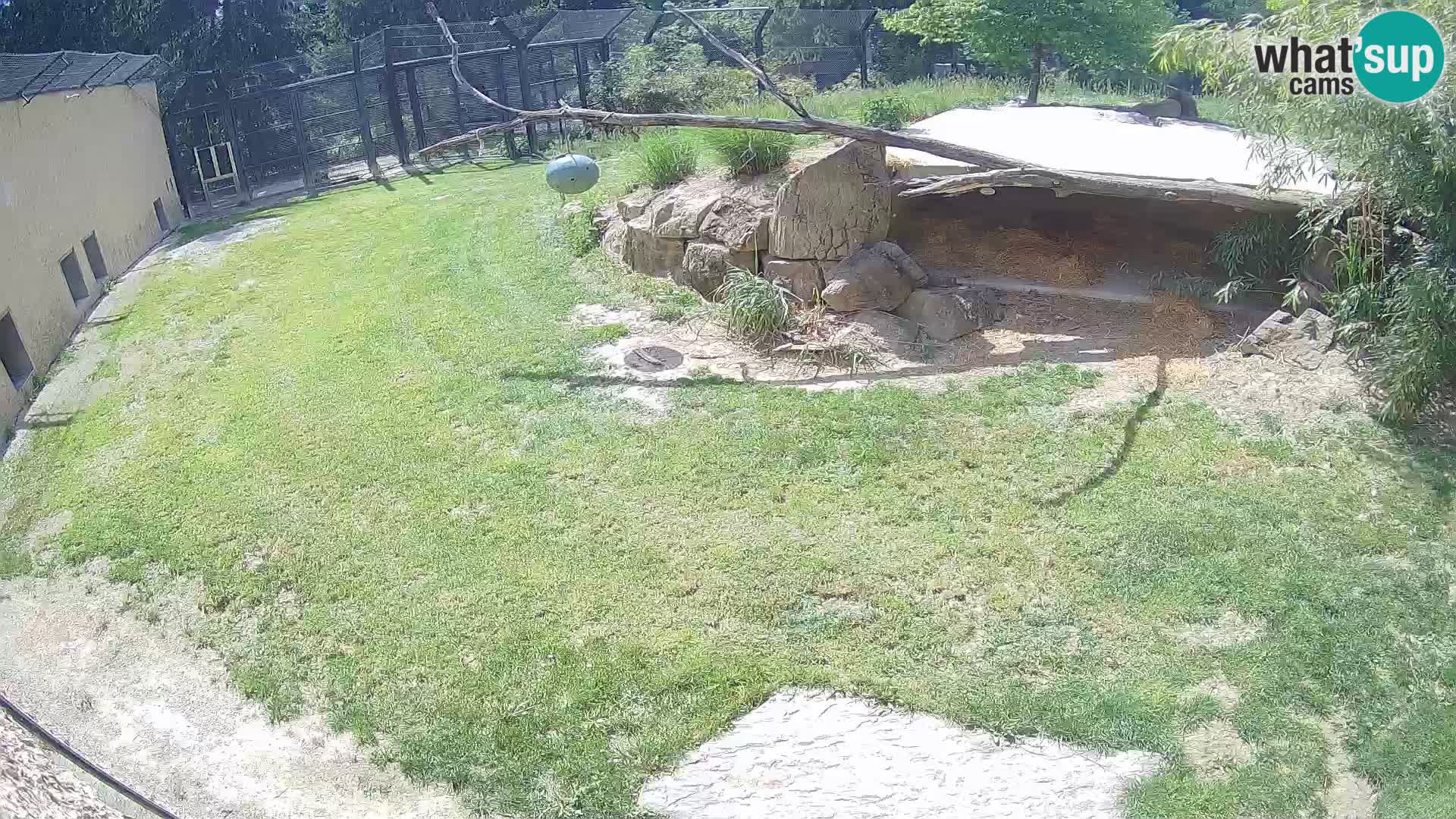 LION webcam en direct du zoo de Ljubljana – Slovénie