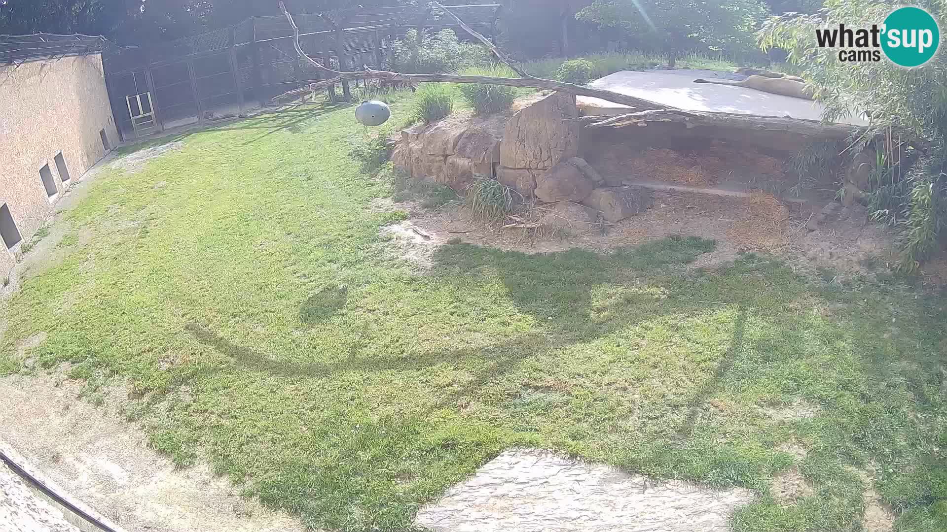 Löwe live Webcam im Zoo von Ljubljana – Slowenien