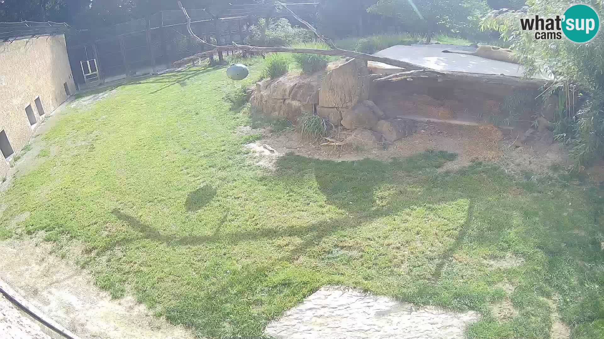 LION live Webcam in Ljubljana Zoo – Slovenia
