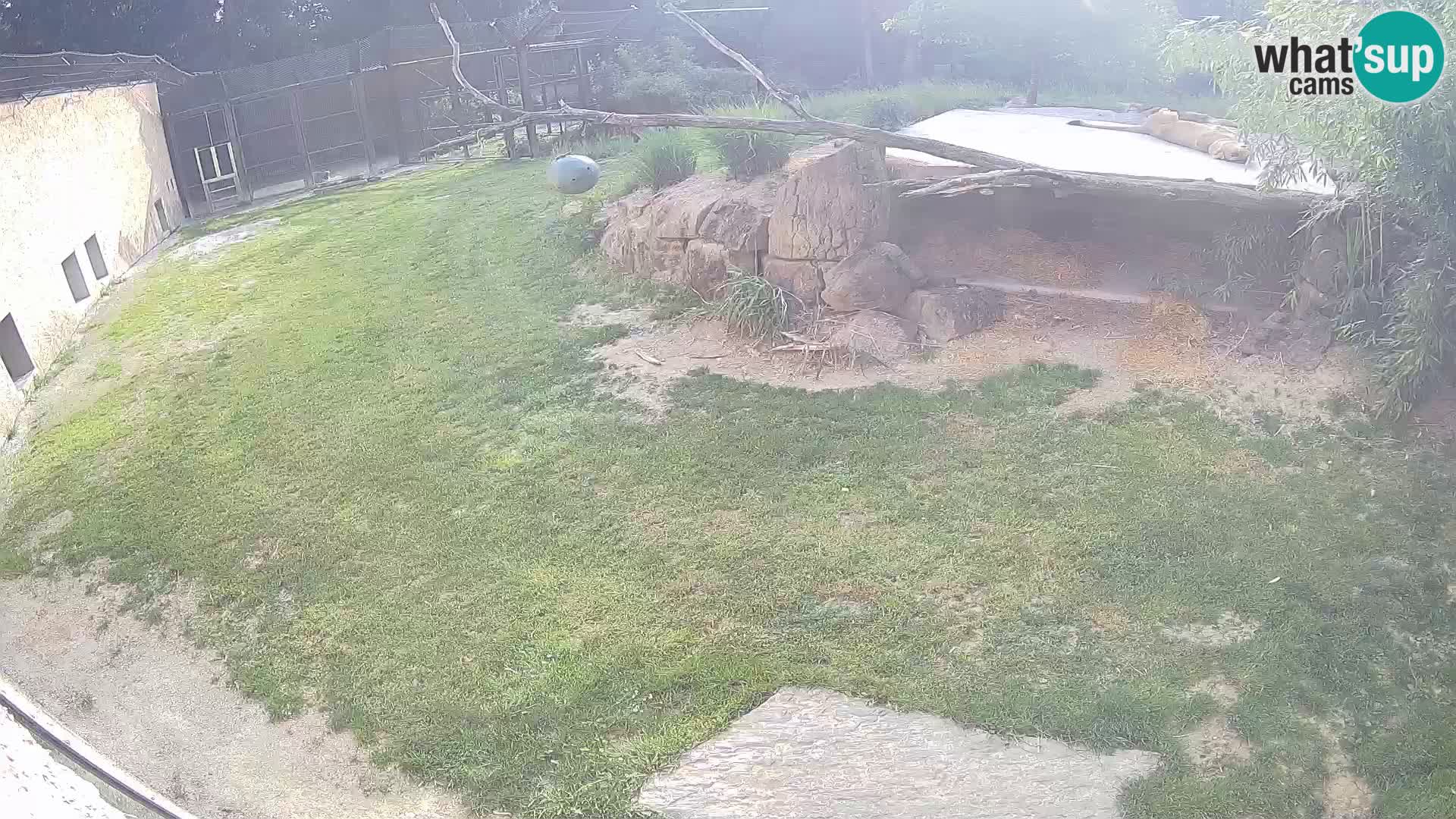 LION live Webcam in Ljubljana Zoo – Slovenia