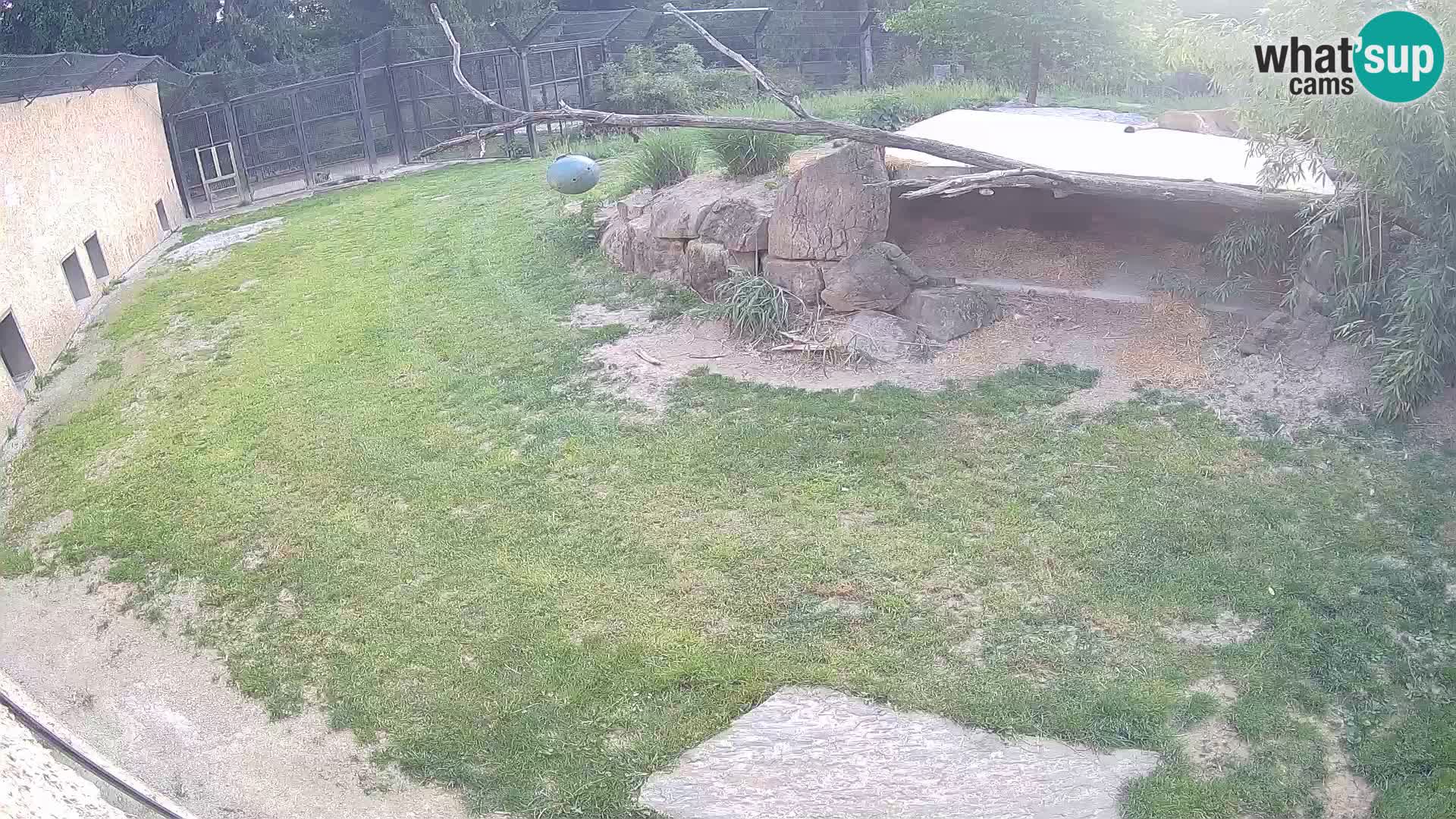 LION live Webcam in Ljubljana Zoo – Slovenia