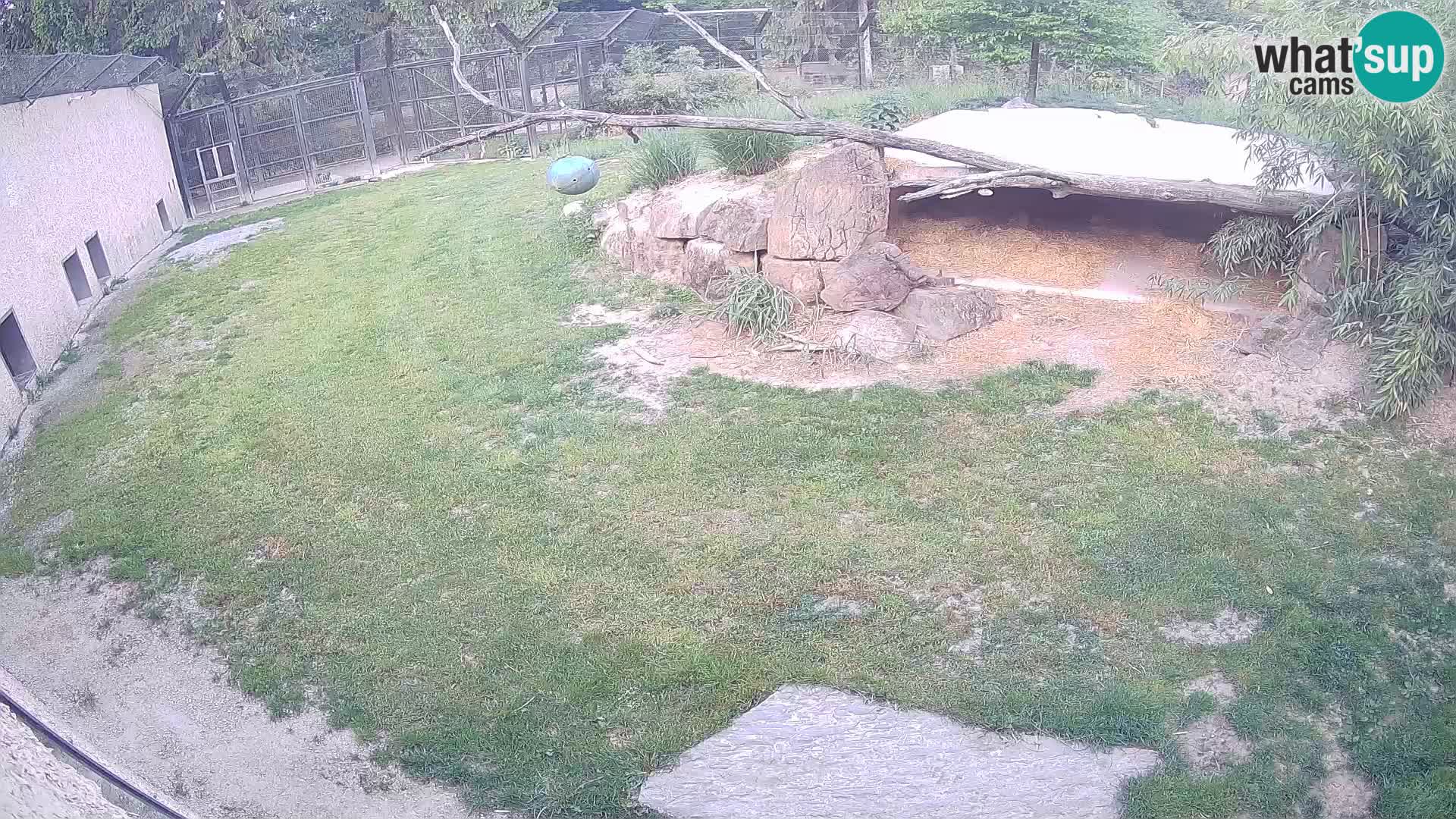 LION webcam en direct du zoo de Ljubljana – Slovénie