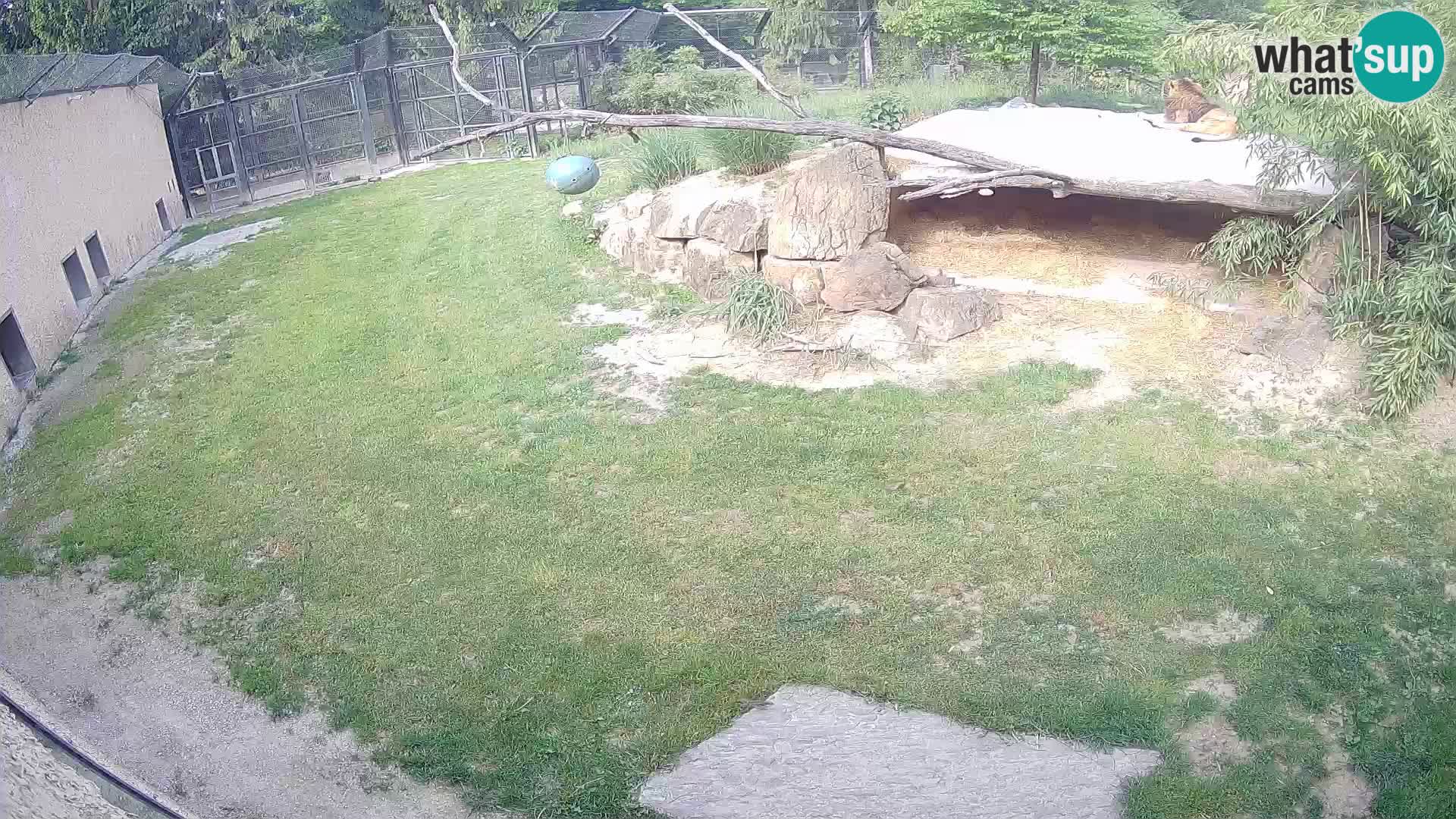 LEONE live Webcam nello zoo di Lubiana – Slovenia