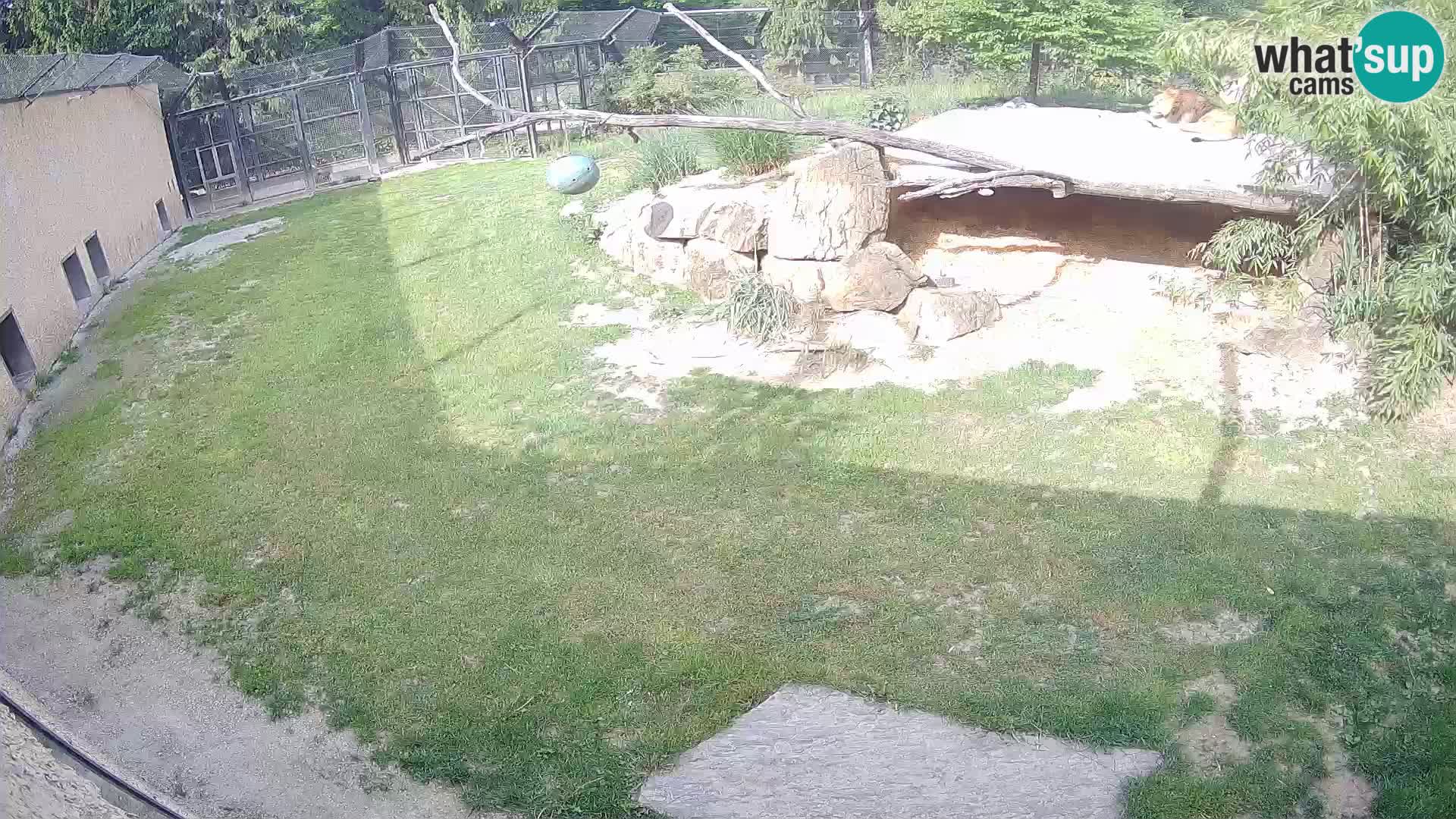Lavovi web kamera uživo u ljubljanskom zoološkom vrtu – Slovenija