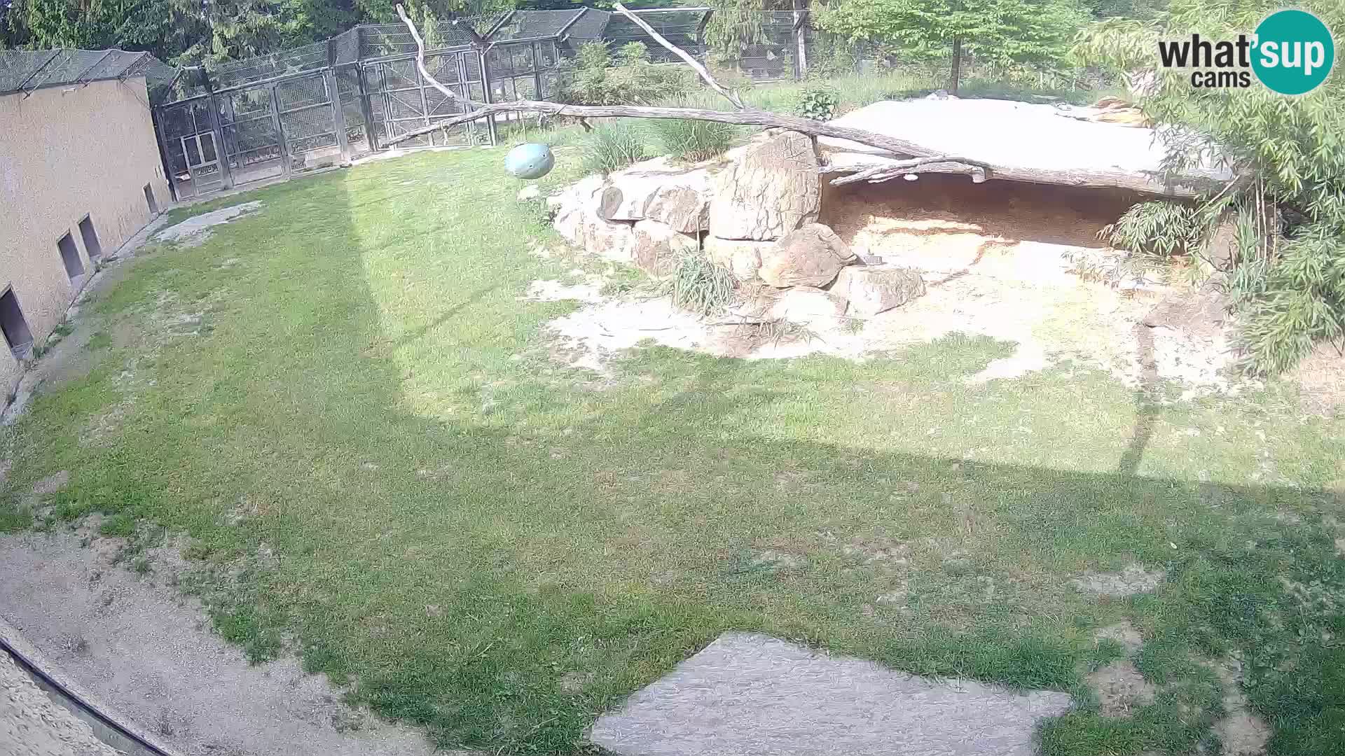 LEVI spletna kamera v živalskem vrtu Ljubljana Zoo