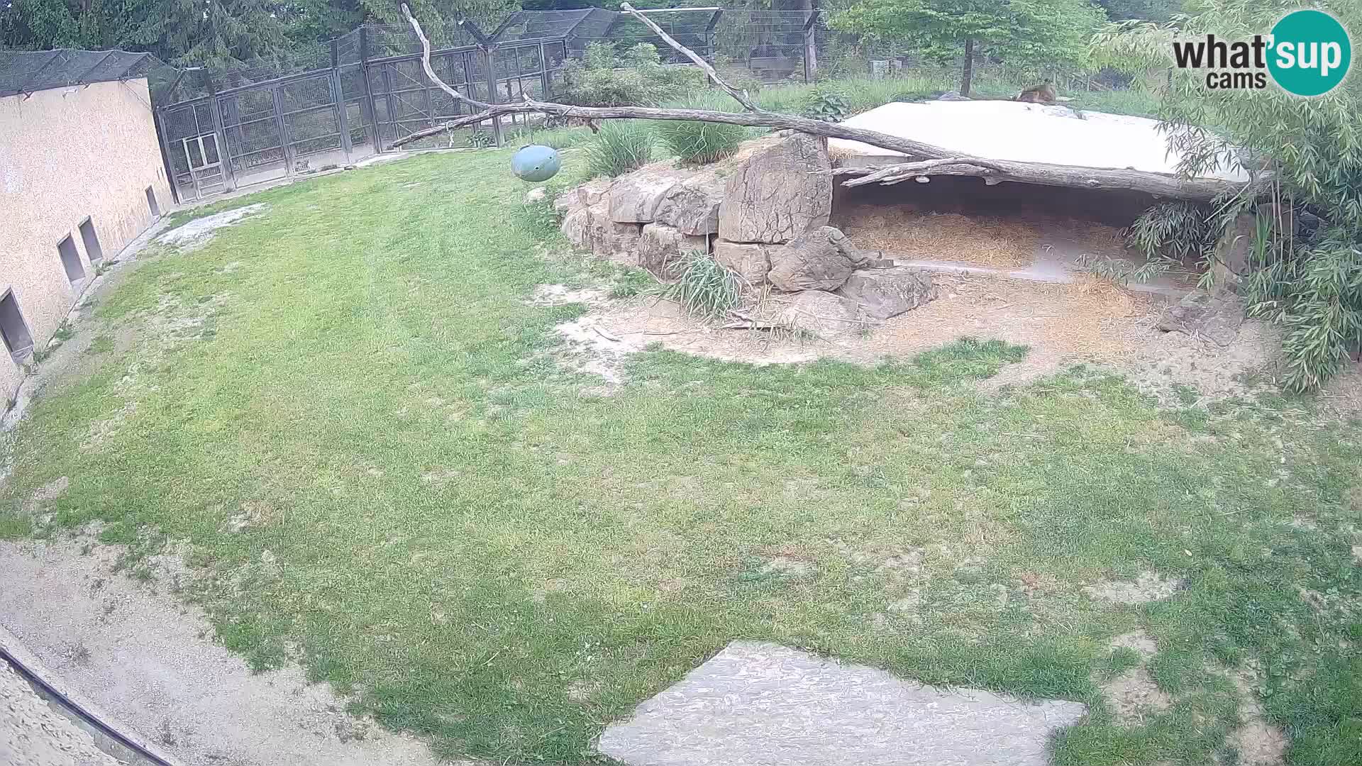 LEVI spletna kamera v živalskem vrtu Ljubljana Zoo