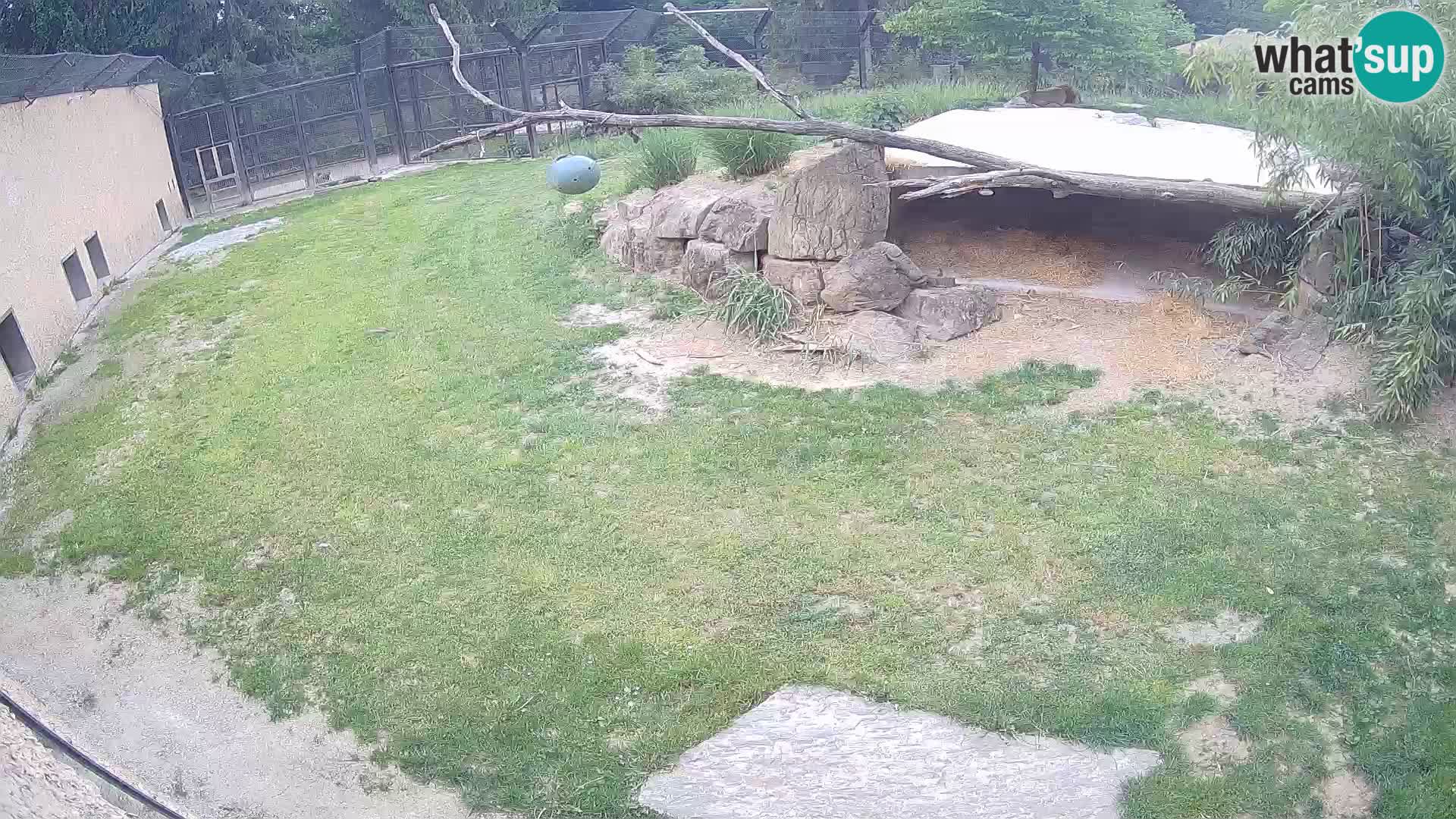 Lavovi web kamera uživo u ljubljanskom zoološkom vrtu – Slovenija