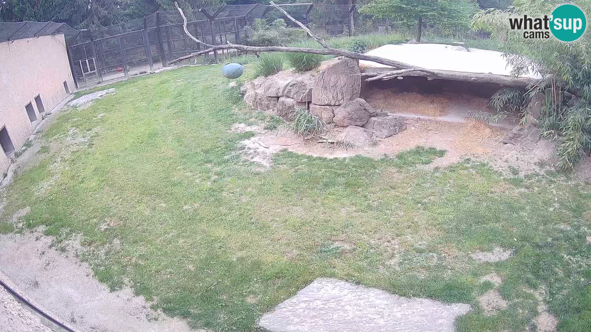 LEON Webcam en vivo en Ljubljana Zoo – Eslovenia