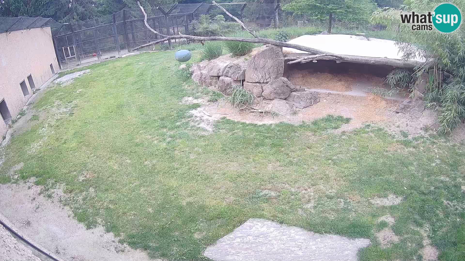 LION webcam en direct du zoo de Ljubljana – Slovénie