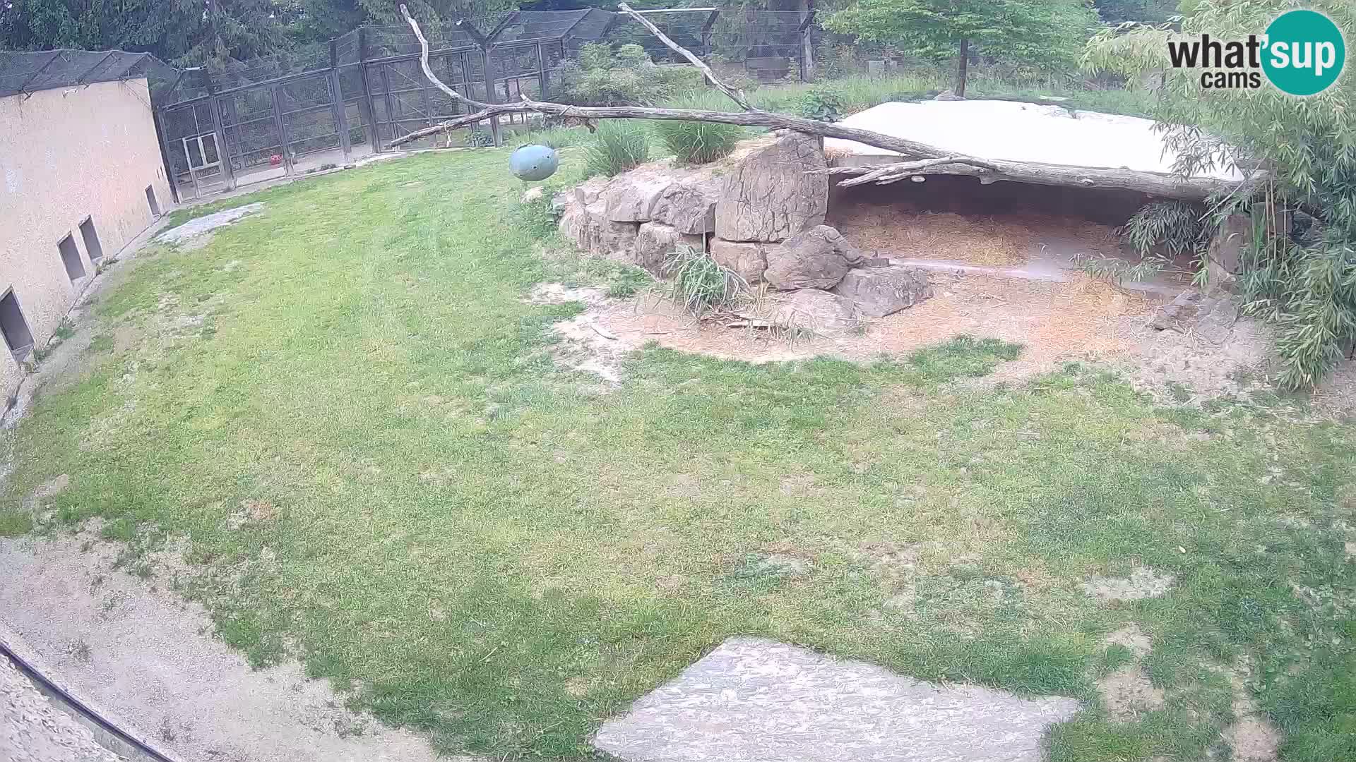 LEON Webcam en vivo en Ljubljana Zoo – Eslovenia