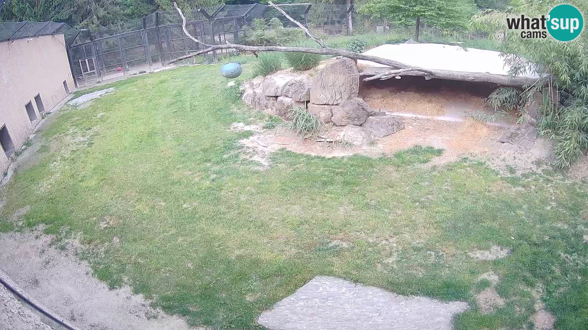 LION webcam en direct du zoo de Ljubljana – Slovénie