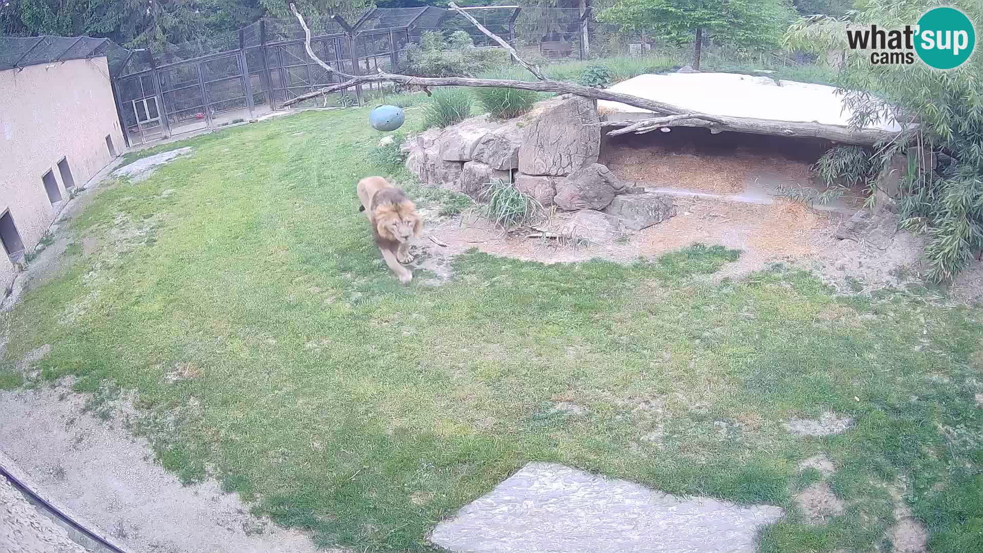 LION webcam en direct du zoo de Ljubljana – Slovénie