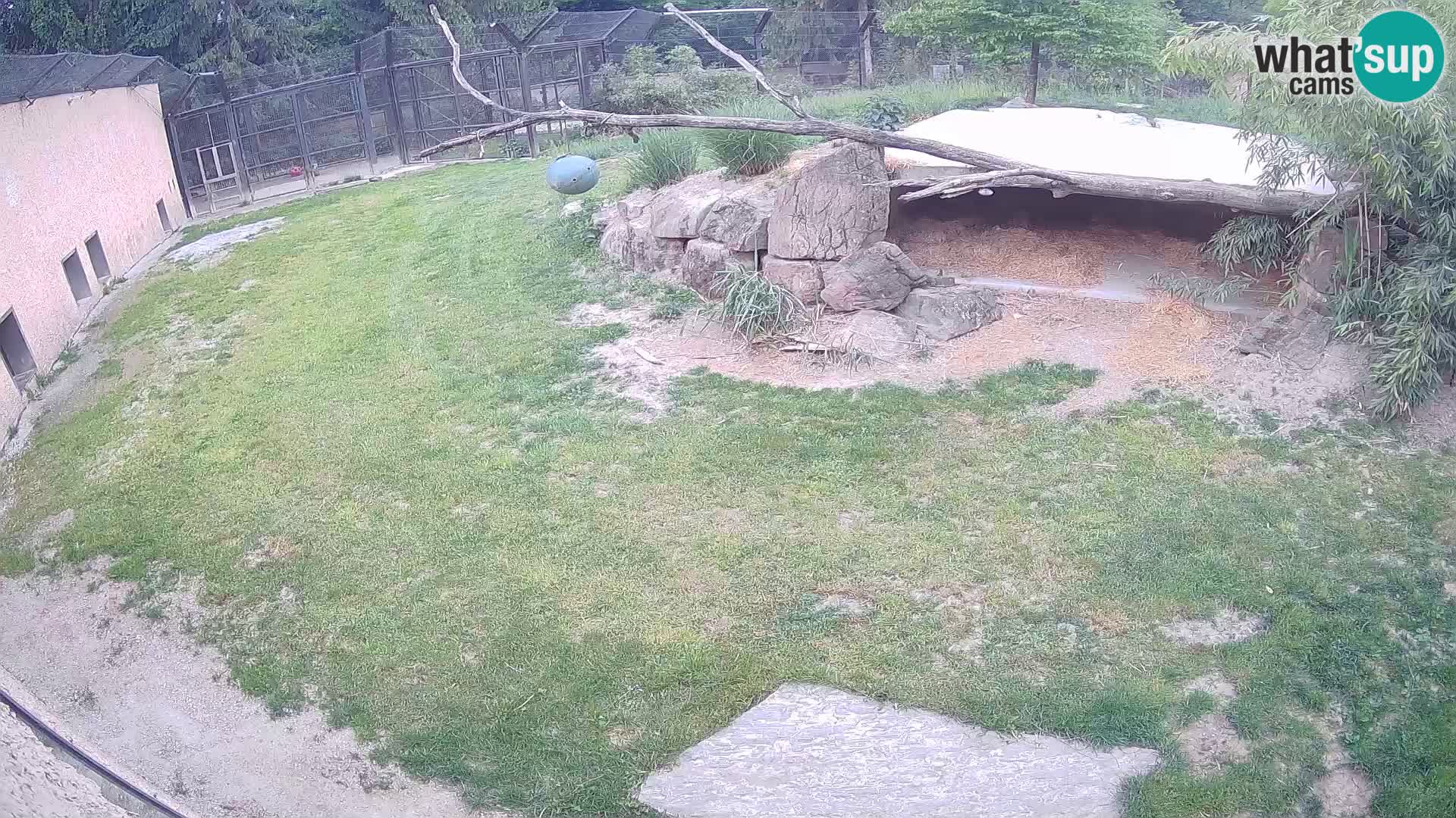 LION webcam en direct du zoo de Ljubljana – Slovénie