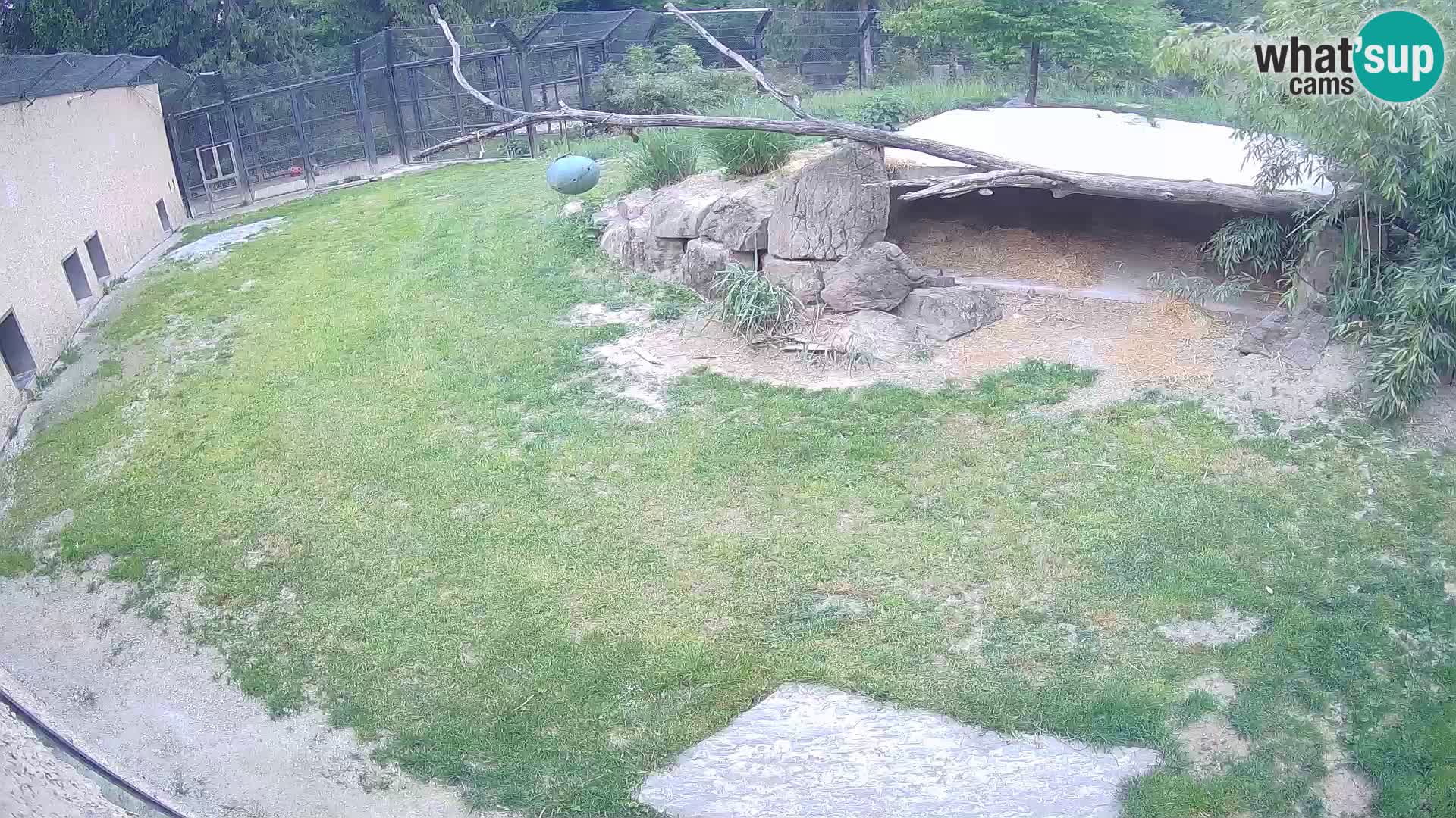 LEON Webcam en vivo en Ljubljana Zoo – Eslovenia