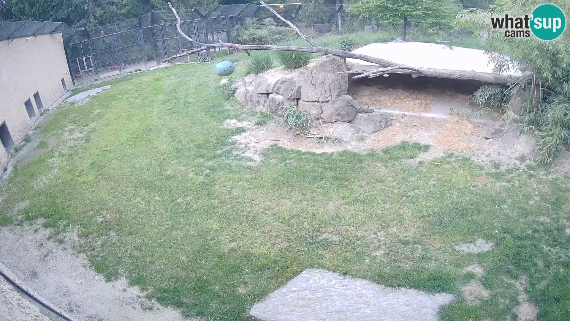 Löwe live Webcam im Zoo von Ljubljana – Slowenien