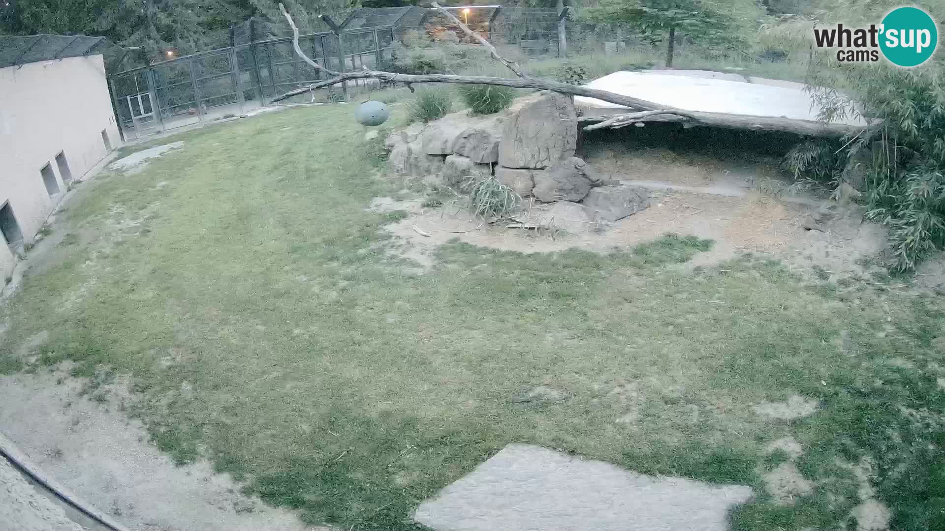 LION live Webcam in Ljubljana Zoo – Slovenia
