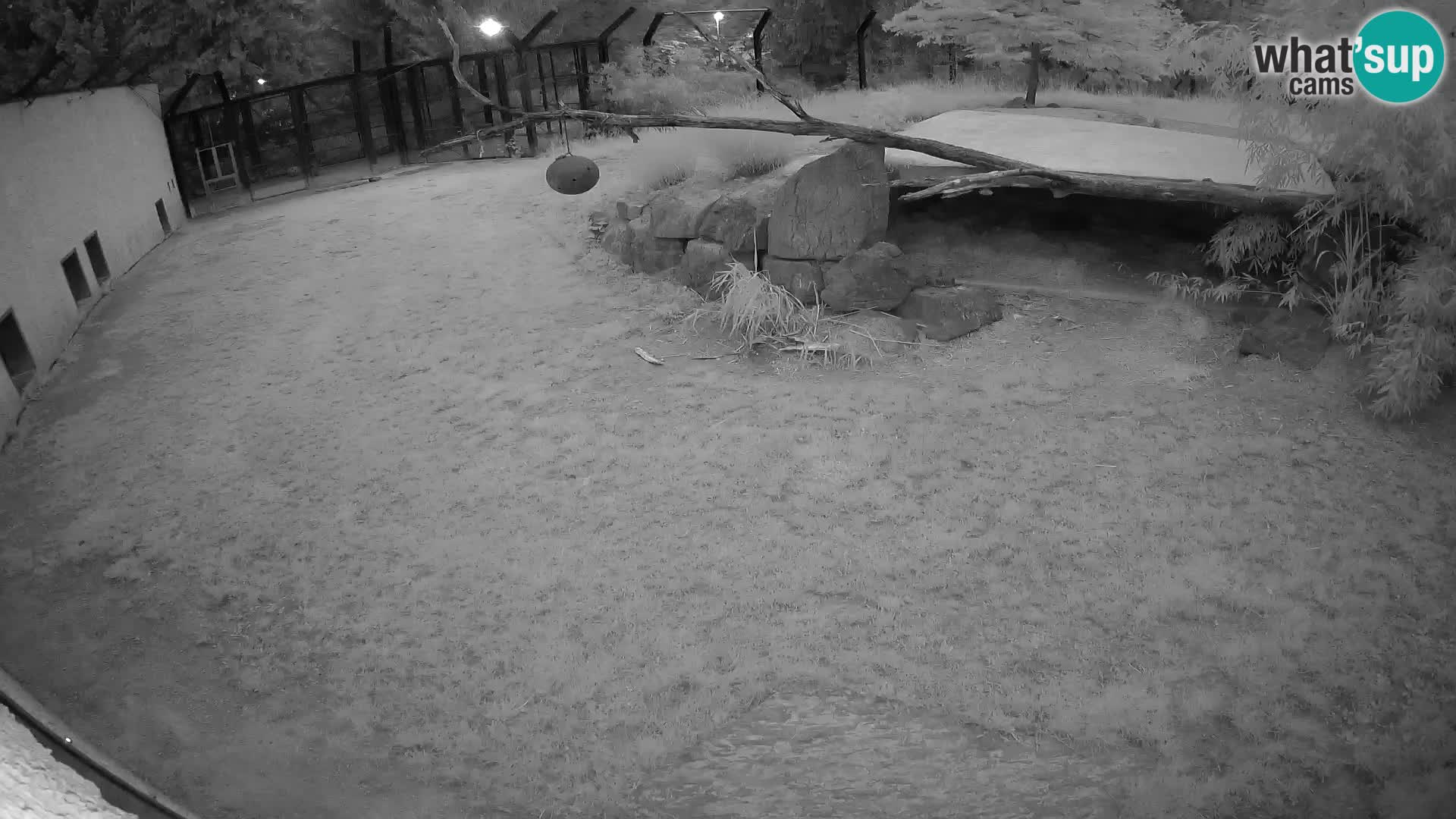 LEON Webcam en vivo en Ljubljana Zoo – Eslovenia