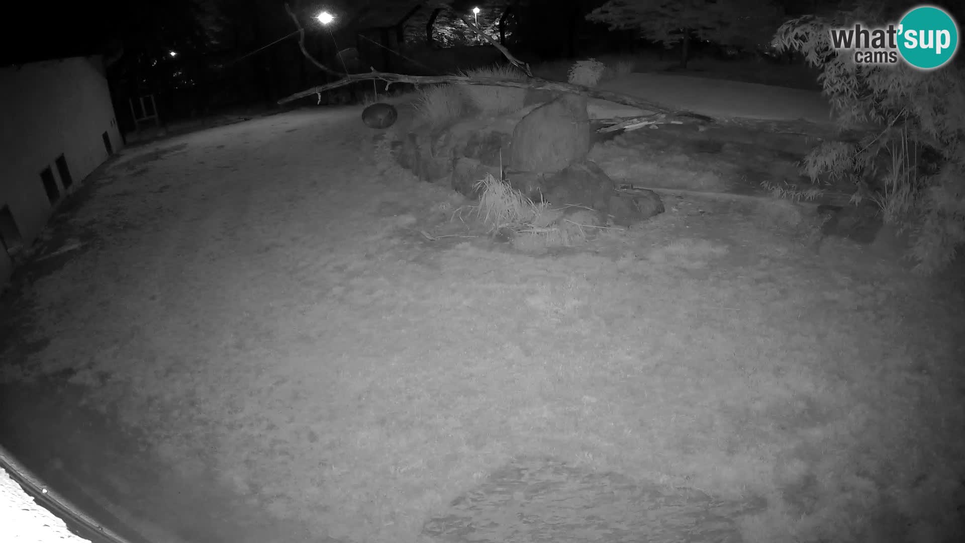 LION live Webcam in Ljubljana Zoo – Slovenia