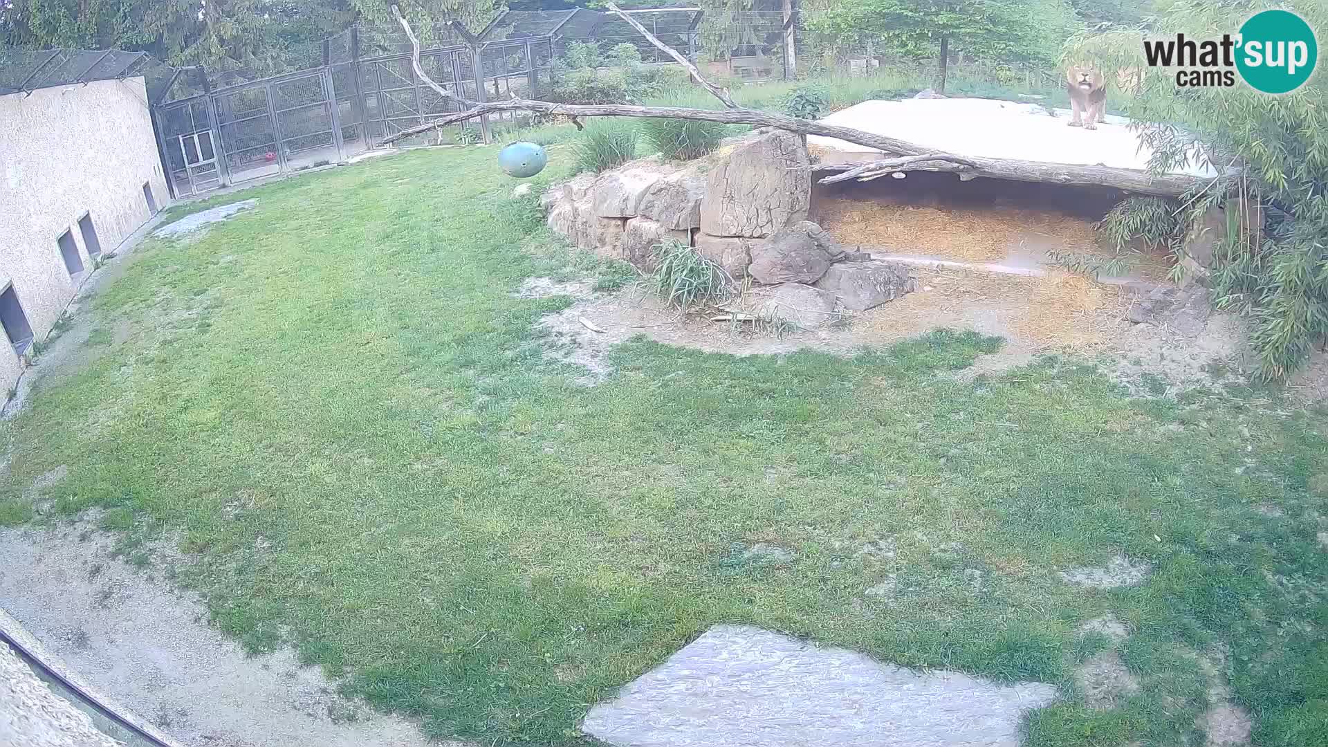 LION live Webcam in Ljubljana Zoo – Slovenia
