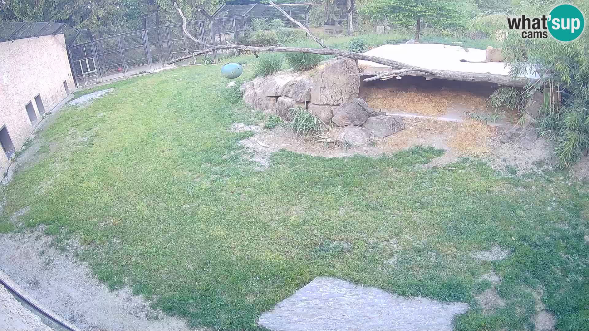 LEON Webcam en vivo en Ljubljana Zoo – Eslovenia