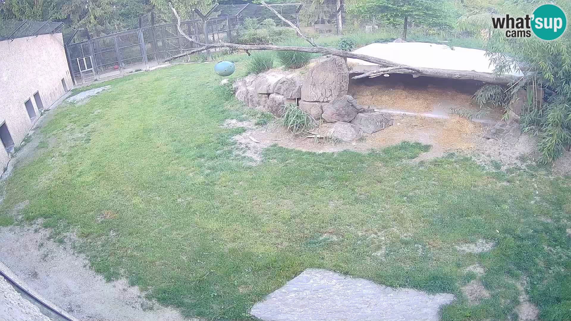 LION live Webcam in Ljubljana Zoo – Slovenia