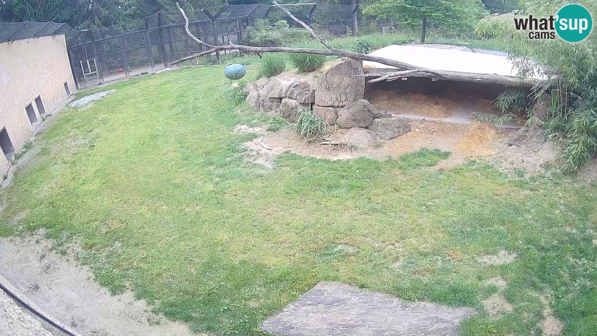 LION live Webcam in Ljubljana Zoo – Slovenia