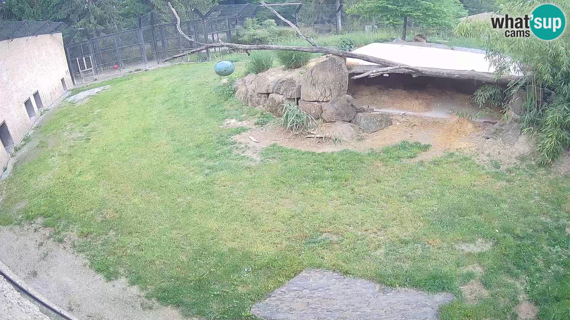 Lavovi web kamera uživo u ljubljanskom zoološkom vrtu – Slovenija