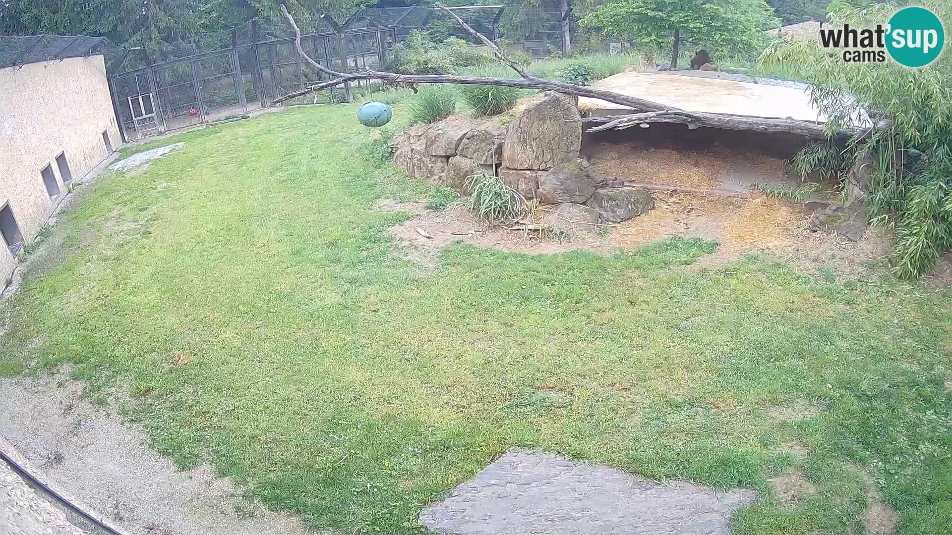 LEONE live Webcam nello zoo di Lubiana – Slovenia