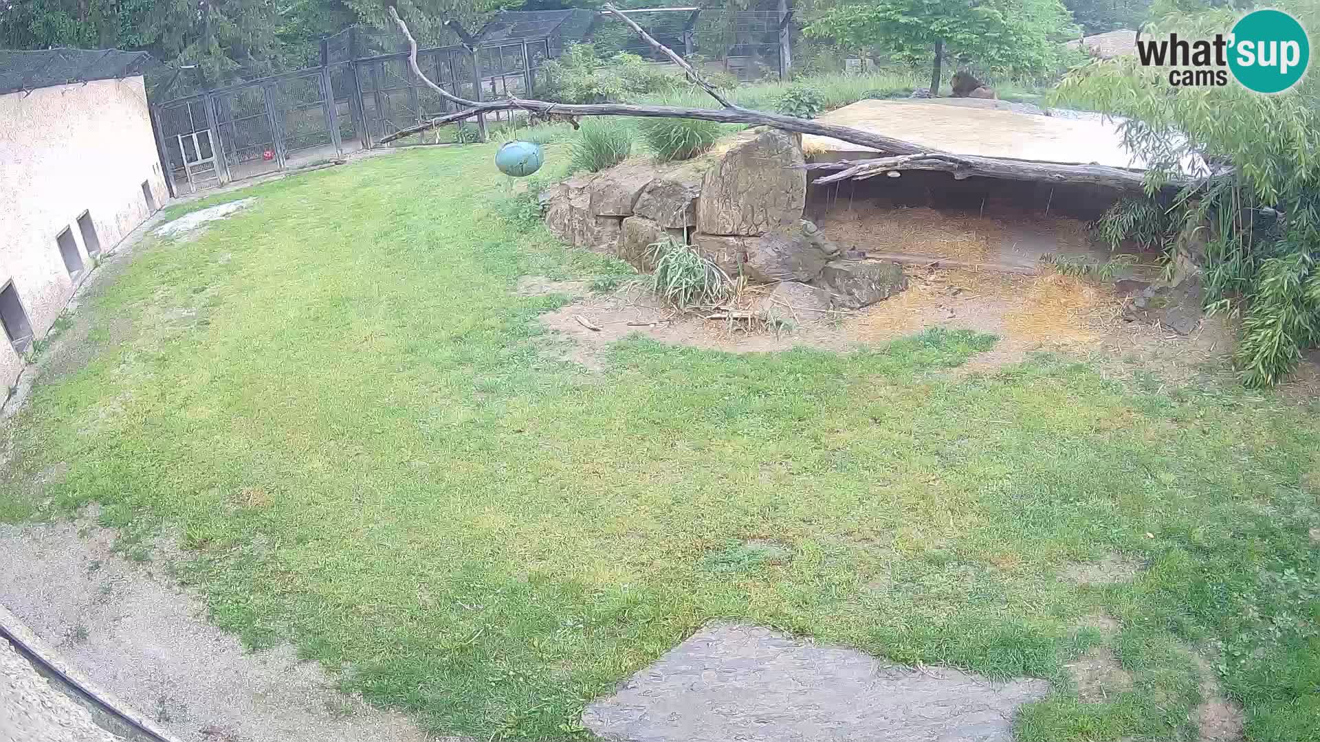 LEONE live Webcam nello zoo di Lubiana – Slovenia