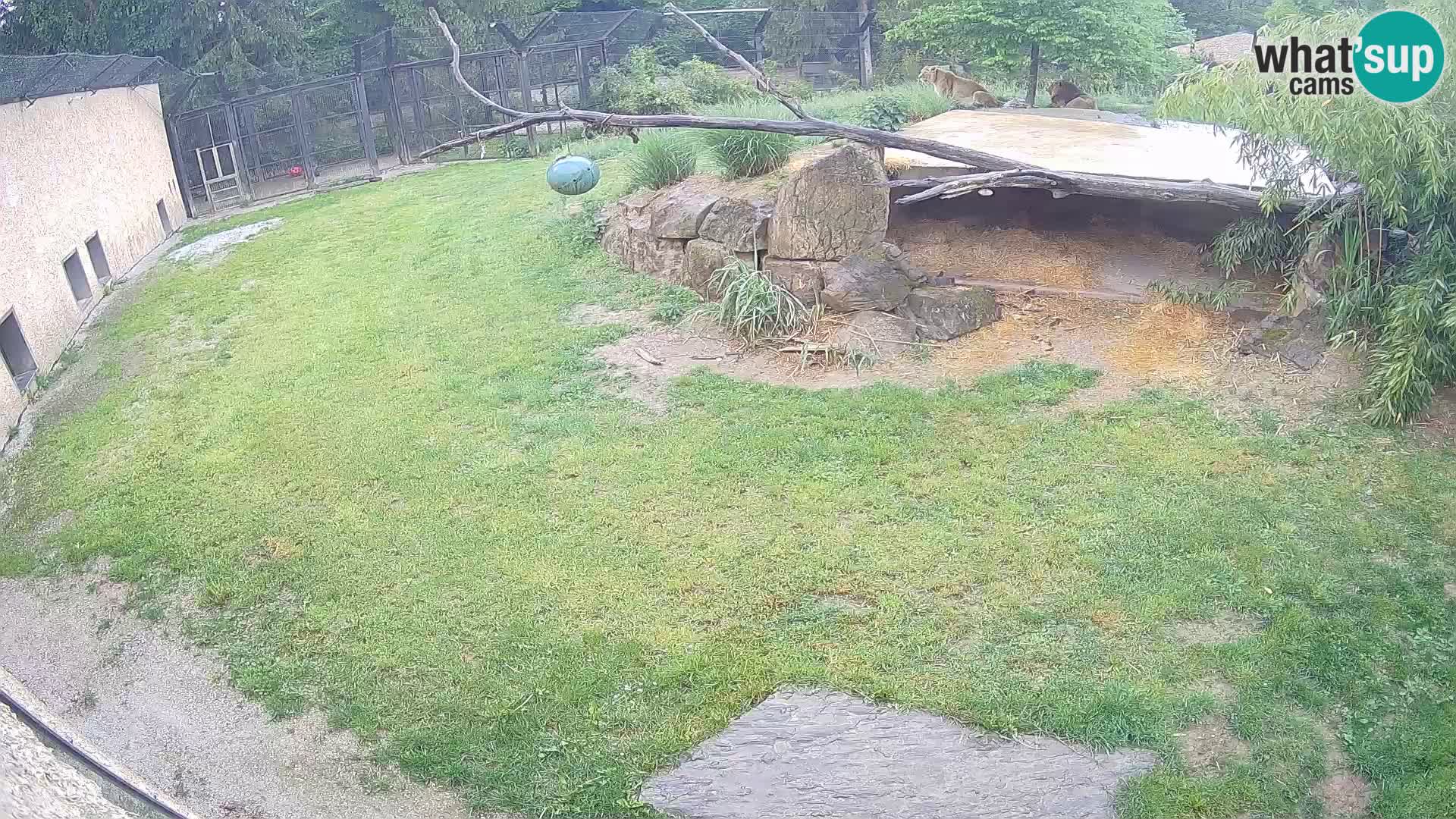 LION live Webcam in Ljubljana Zoo – Slovenia