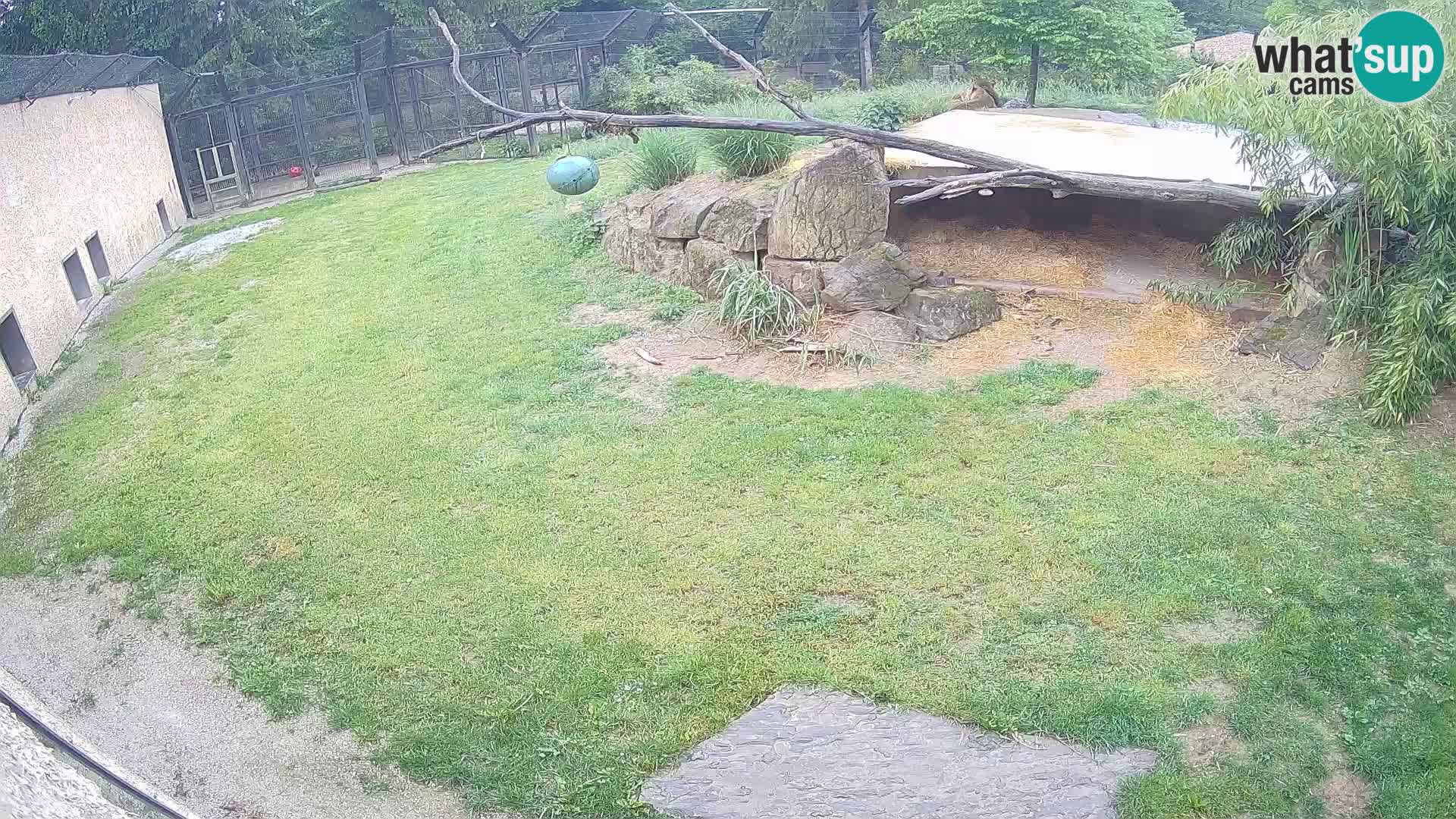 Lavovi web kamera uživo u ljubljanskom zoološkom vrtu – Slovenija