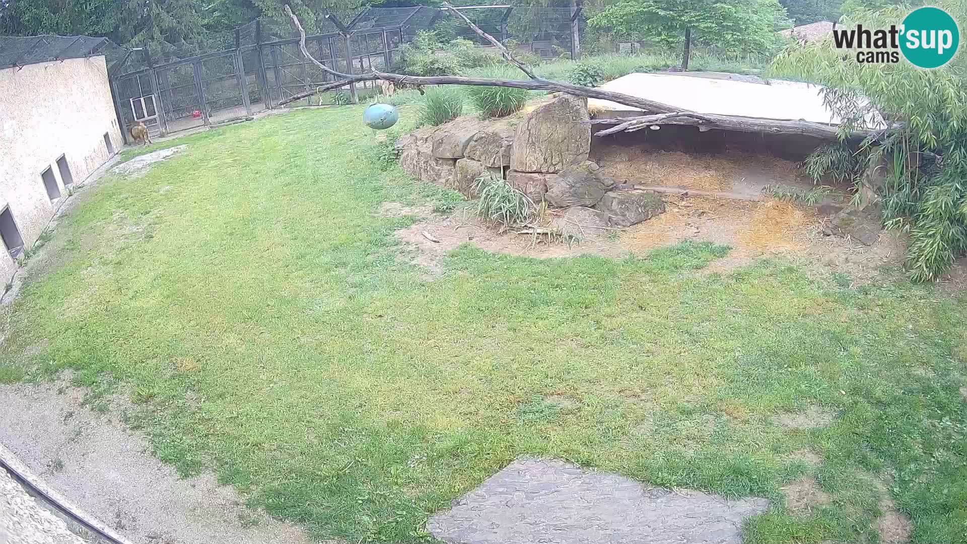 LEONE live Webcam nello zoo di Lubiana – Slovenia
