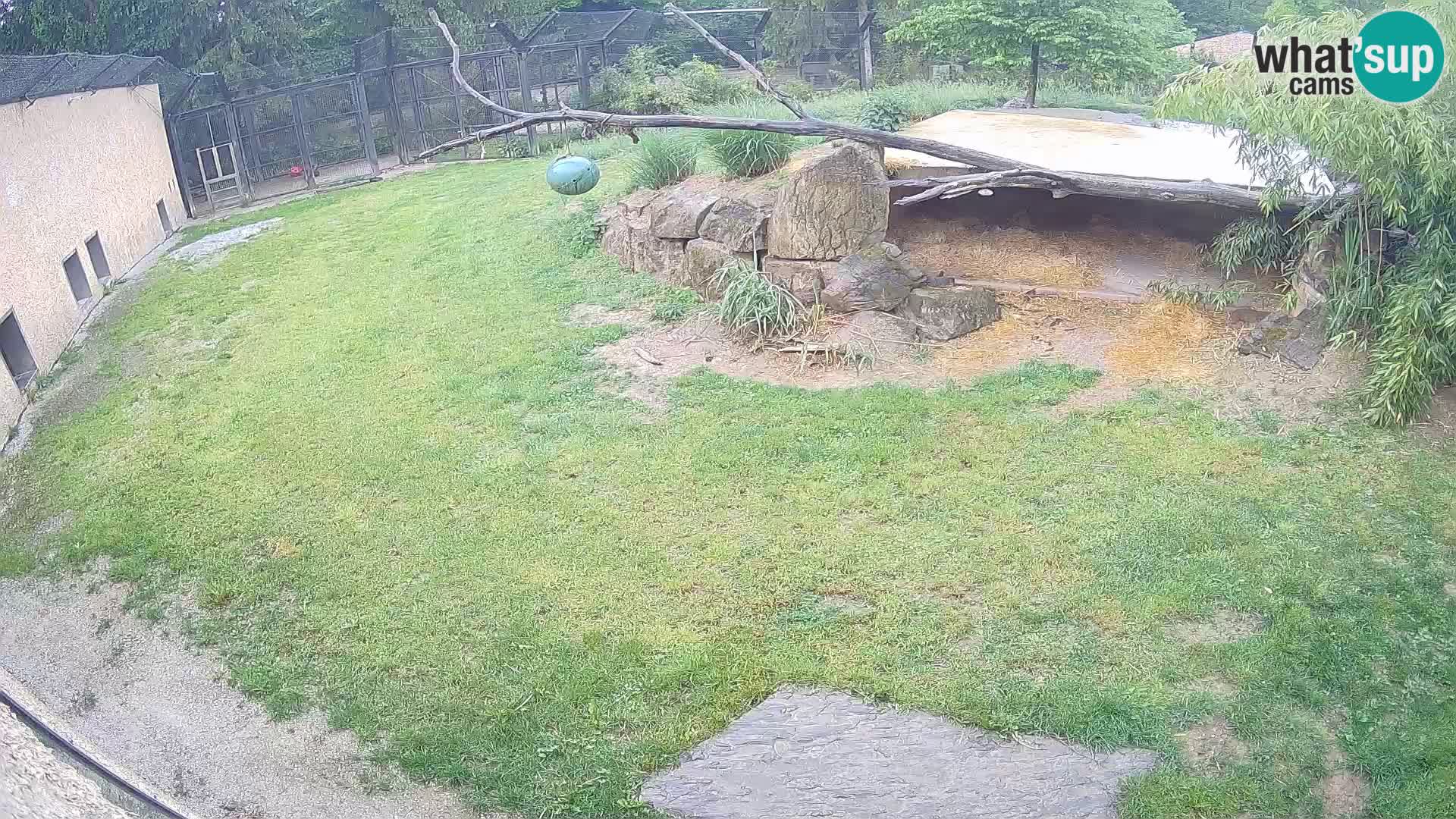 LION live Webcam in Ljubljana Zoo – Slovenia