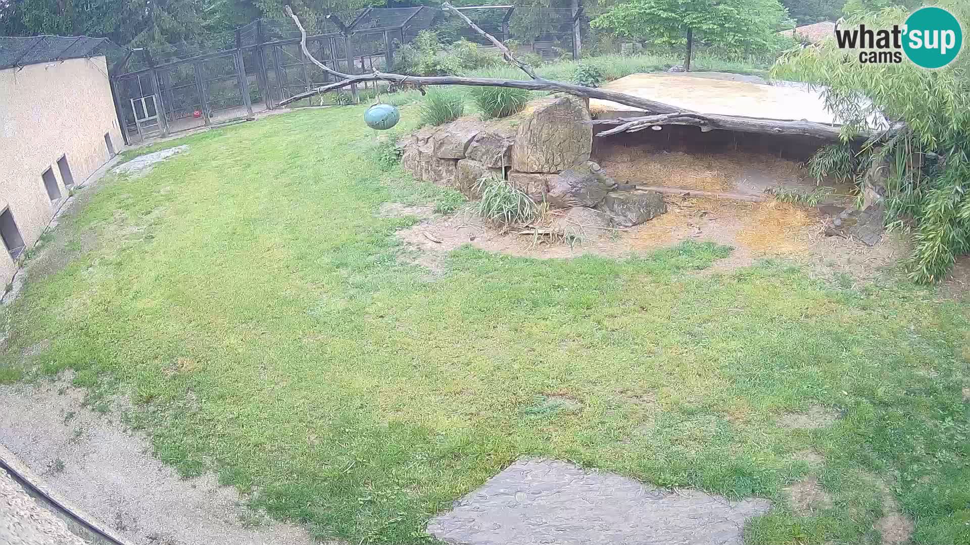 LEVI spletna kamera v živalskem vrtu Ljubljana Zoo