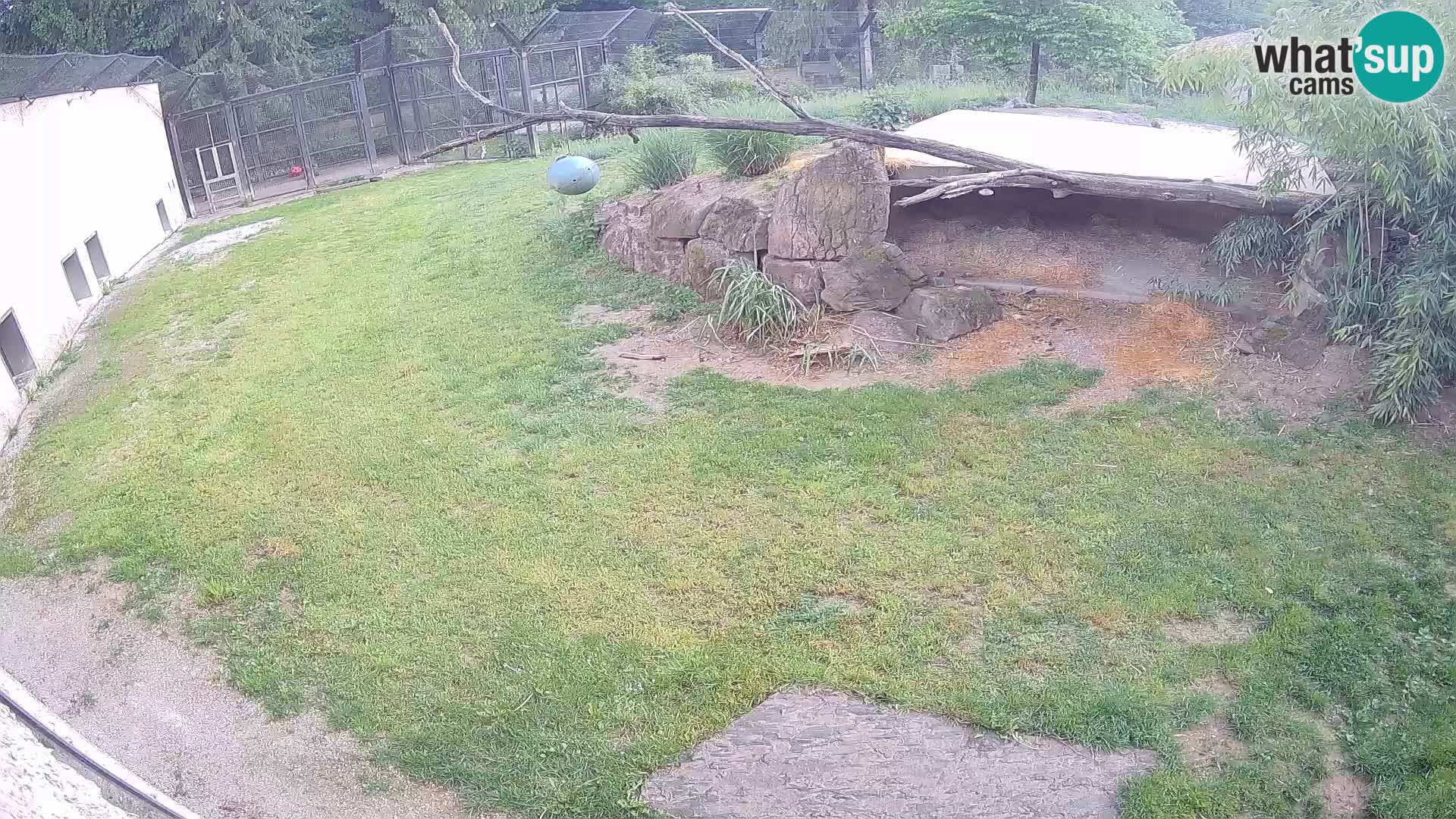 LEVI spletna kamera v živalskem vrtu Ljubljana Zoo
