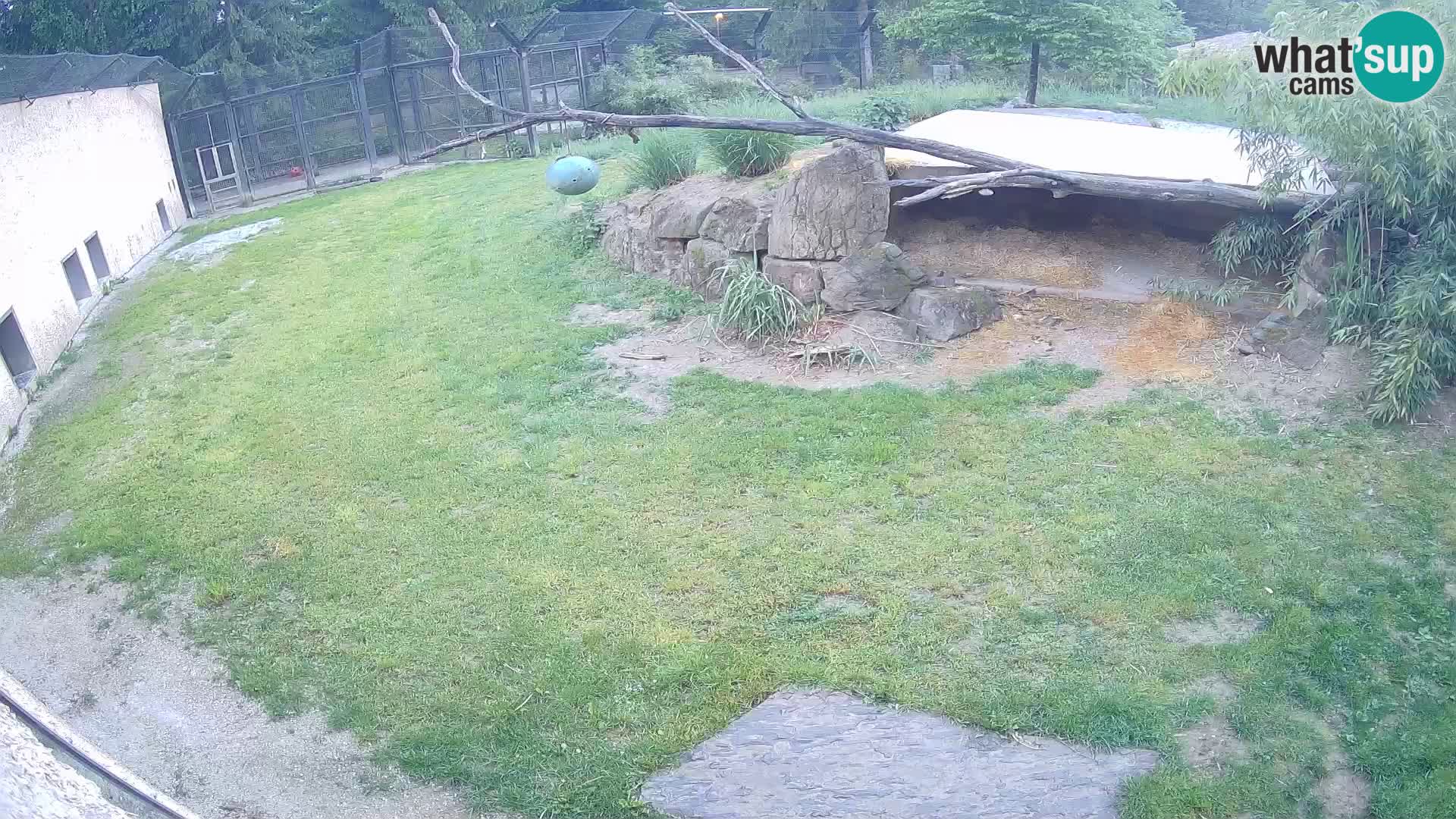 LEVI spletna kamera v živalskem vrtu Ljubljana Zoo