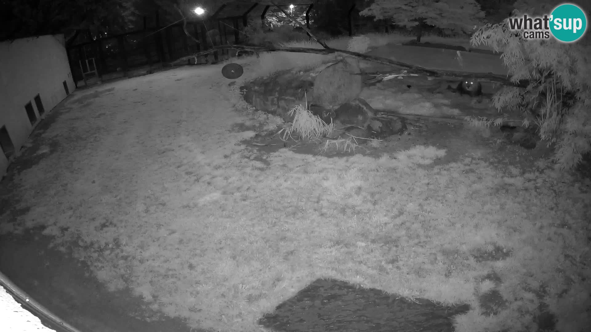 LION live Webcam in Ljubljana Zoo – Slovenia
