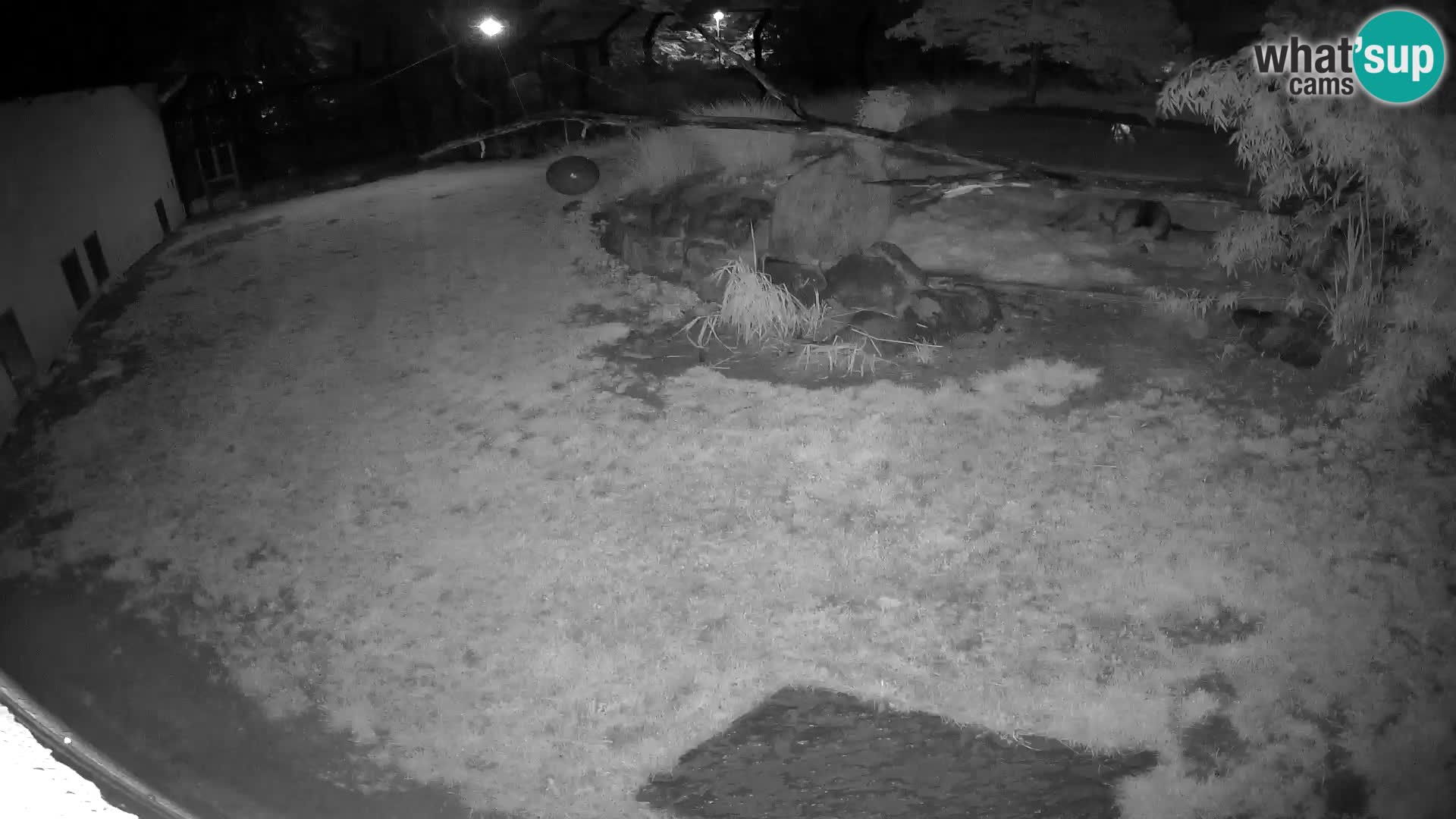 LION webcam en direct du zoo de Ljubljana – Slovénie