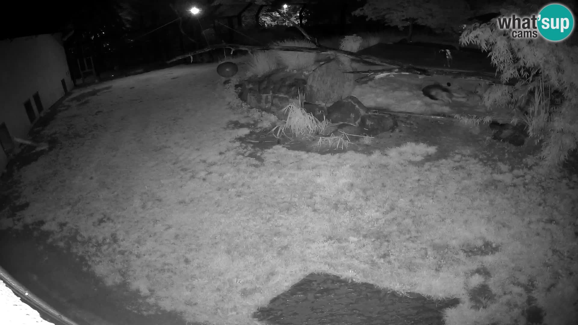 LION live Webcam in Ljubljana Zoo – Slovenia