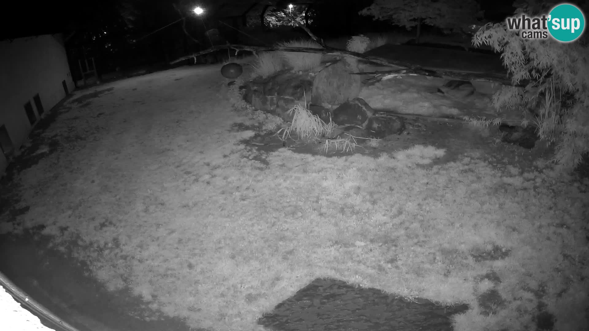 LEON Webcam en vivo en Ljubljana Zoo – Eslovenia