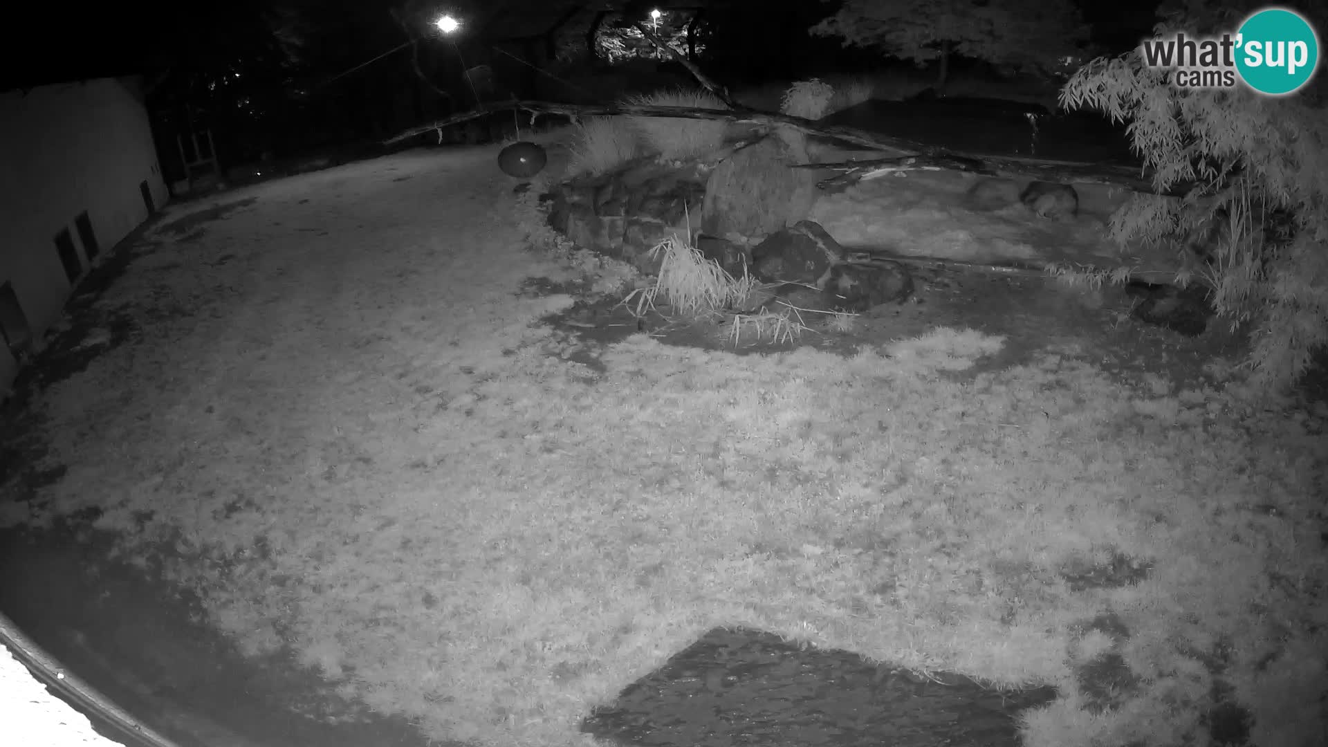 Löwe live Webcam im Zoo von Ljubljana – Slowenien