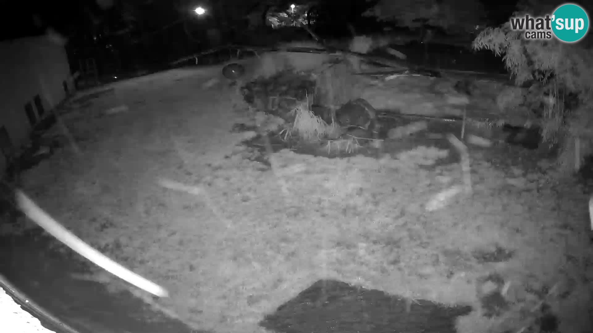 LION live Webcam in Ljubljana Zoo – Slovenia
