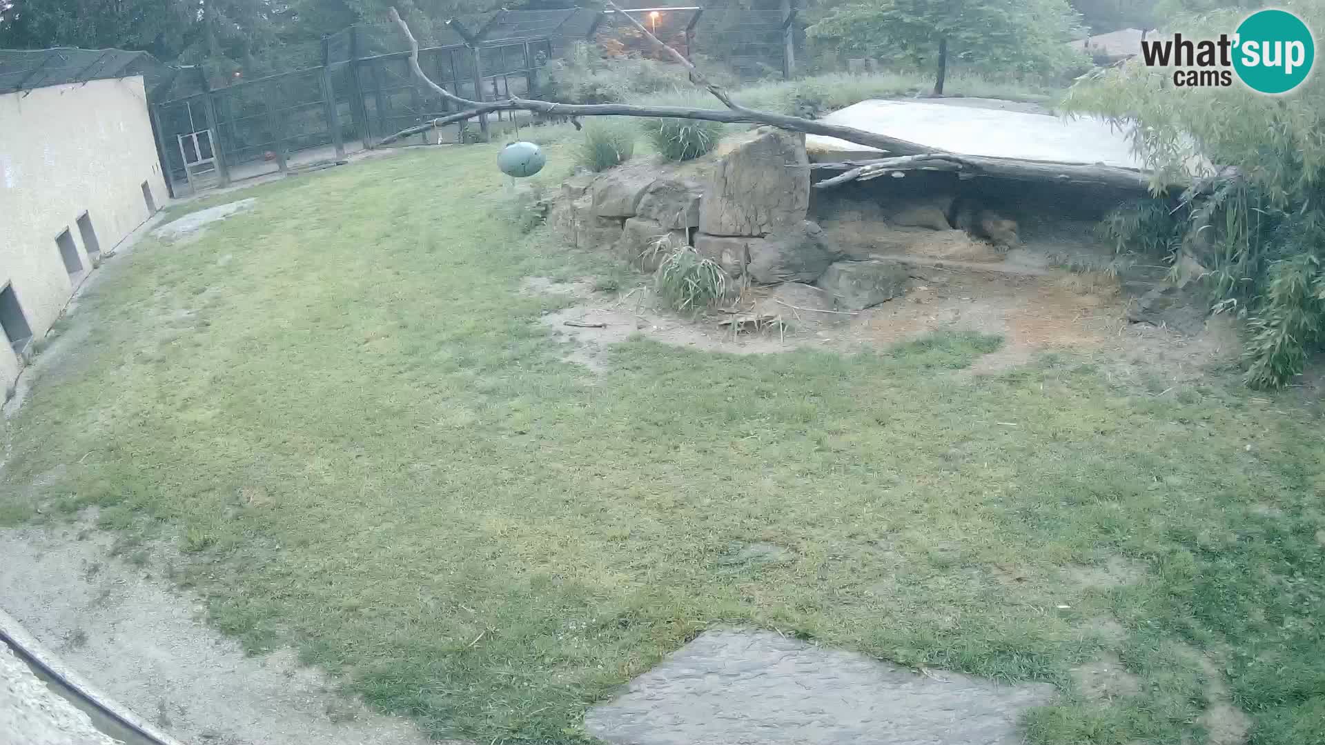 LION live Webcam in Ljubljana Zoo – Slovenia