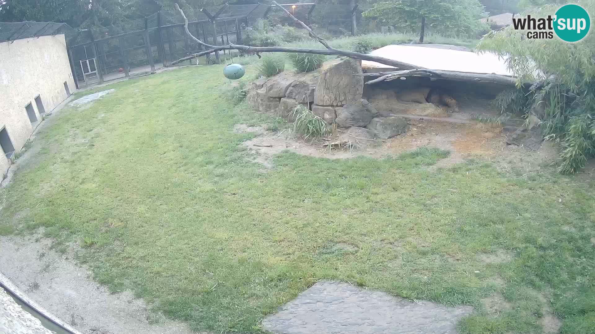 LION live Webcam in Ljubljana Zoo – Slovenia