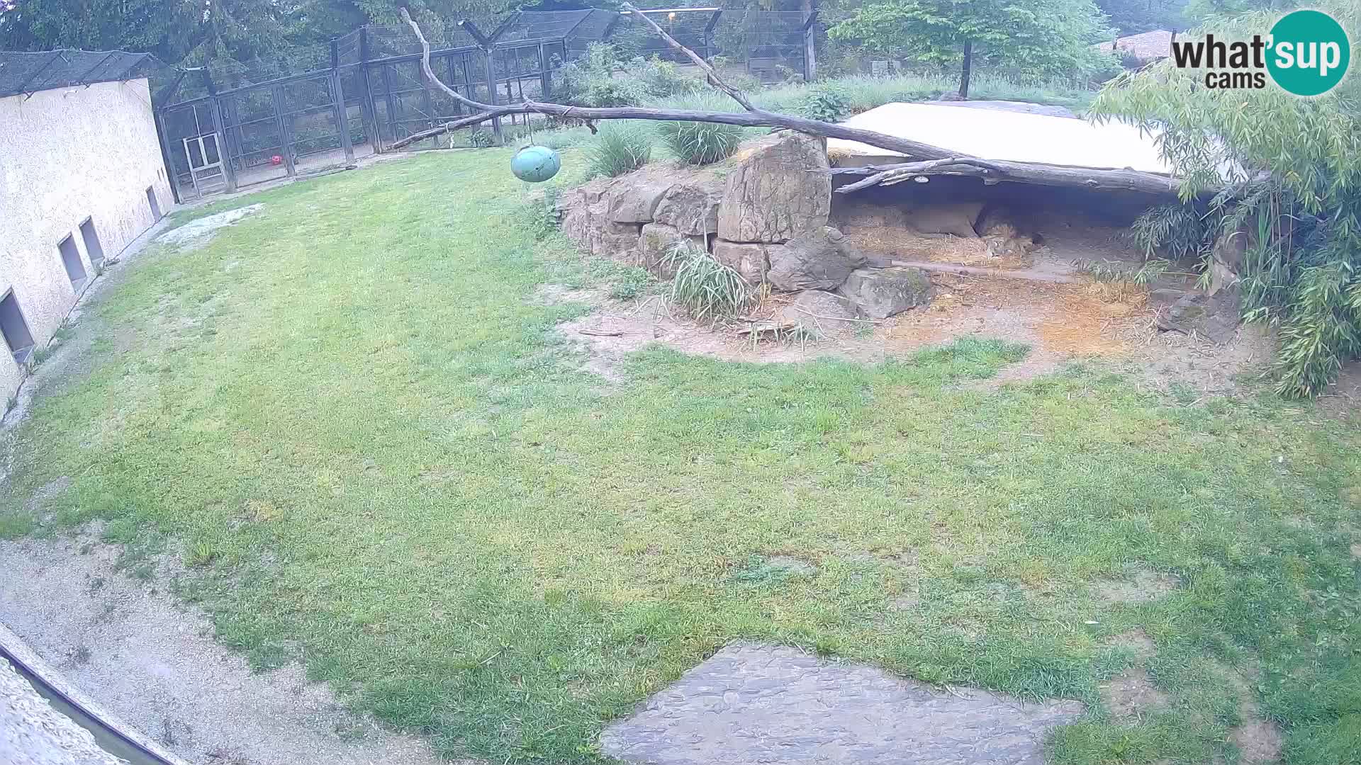LEONE live Webcam nello zoo di Lubiana – Slovenia